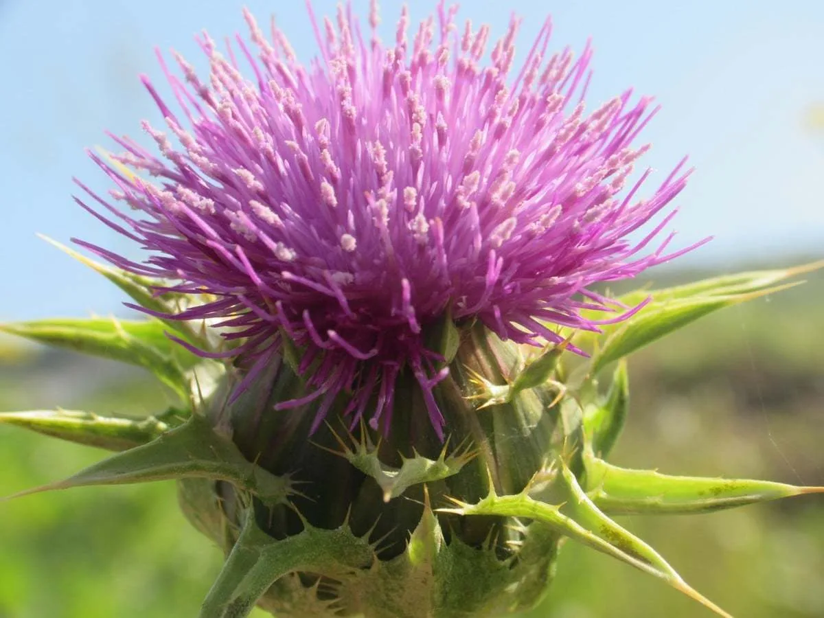 Silybum (Devedikeni)