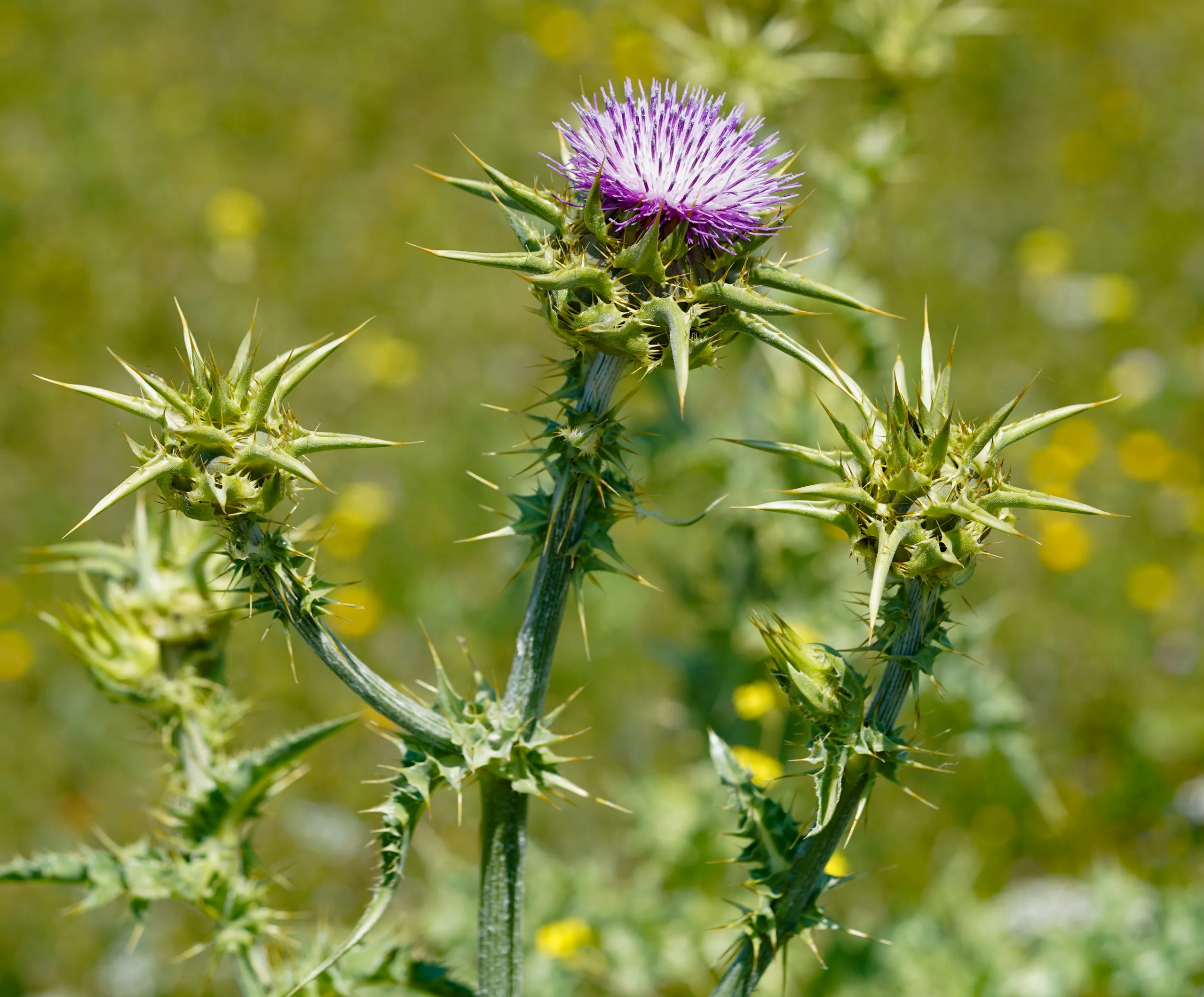 Silybum marianum