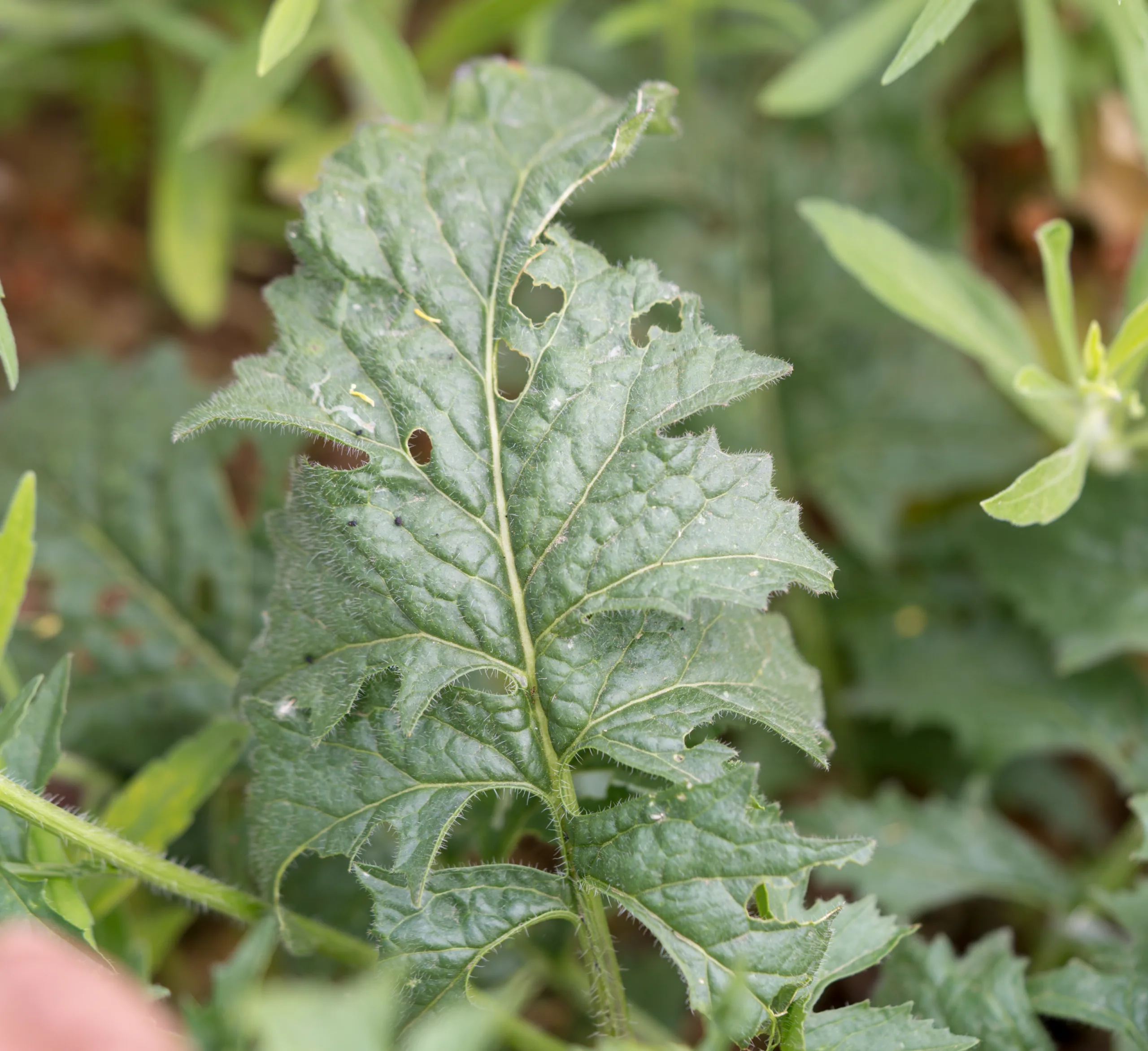 Sisymbrium loeselii
