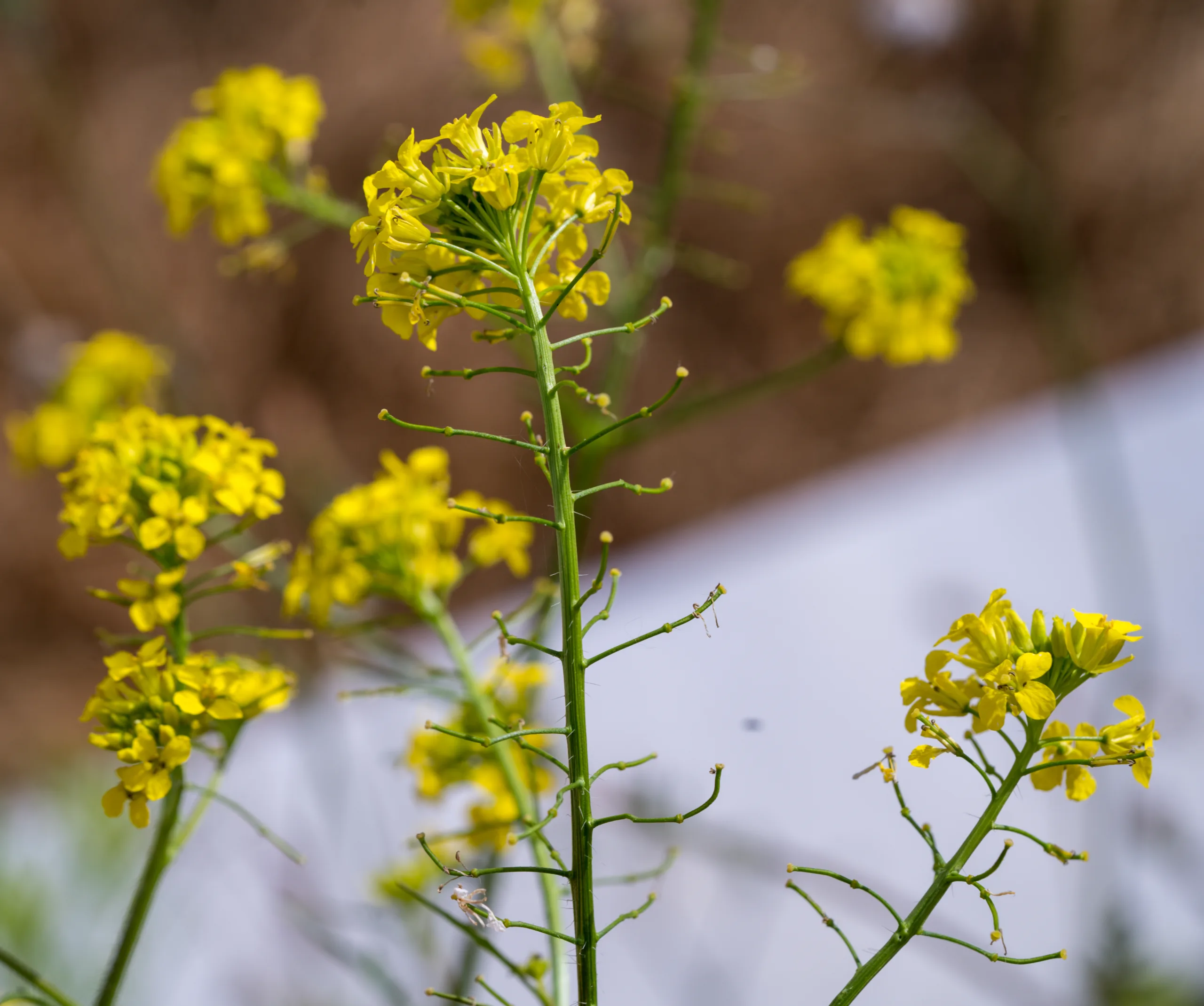 Sisymbrium loeselii