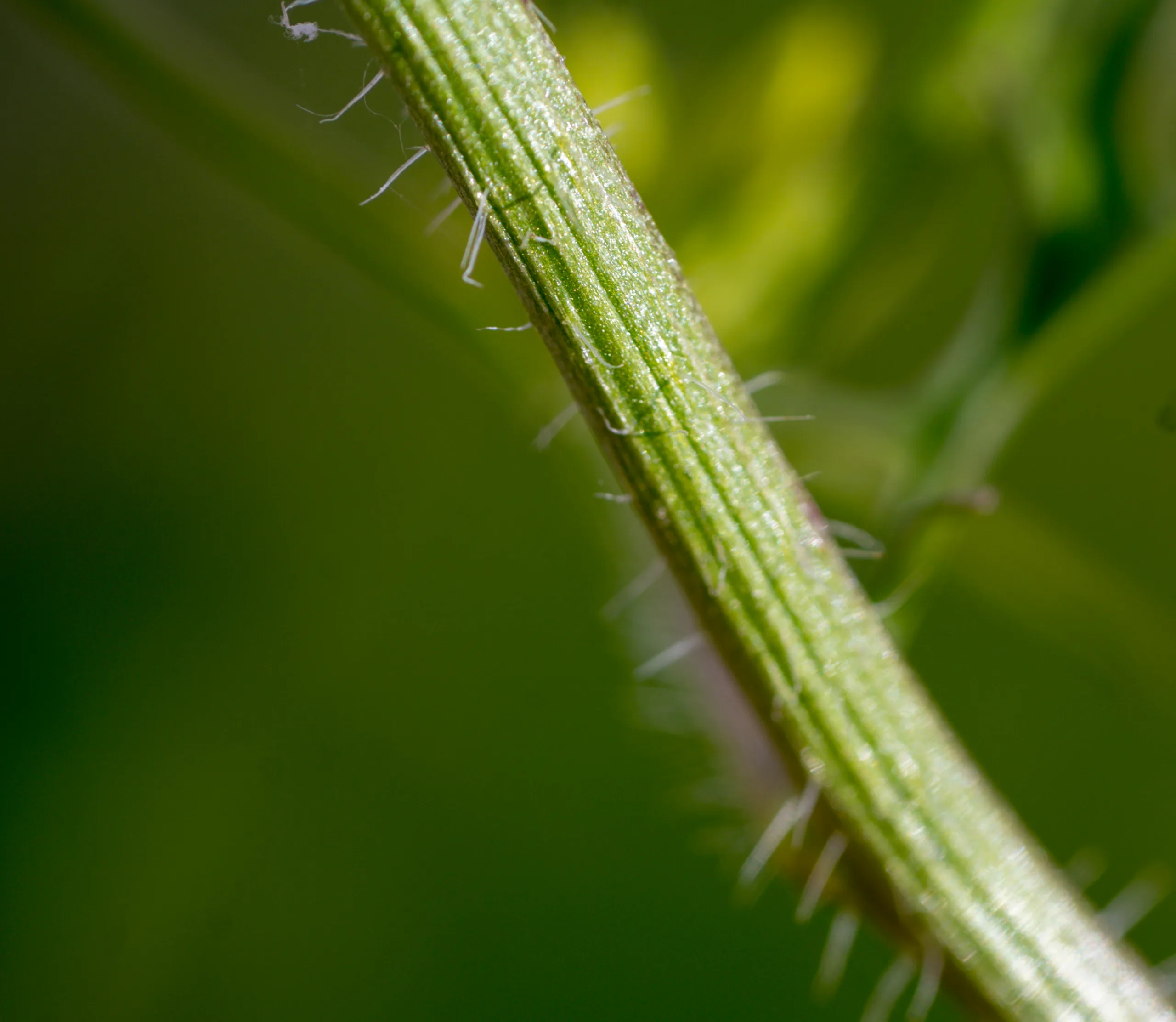 Sisymbrium loeselii
