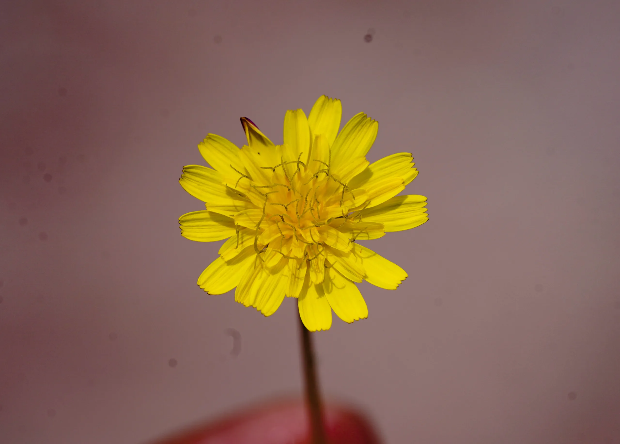 Sonchus bulbosus (Çohuz)