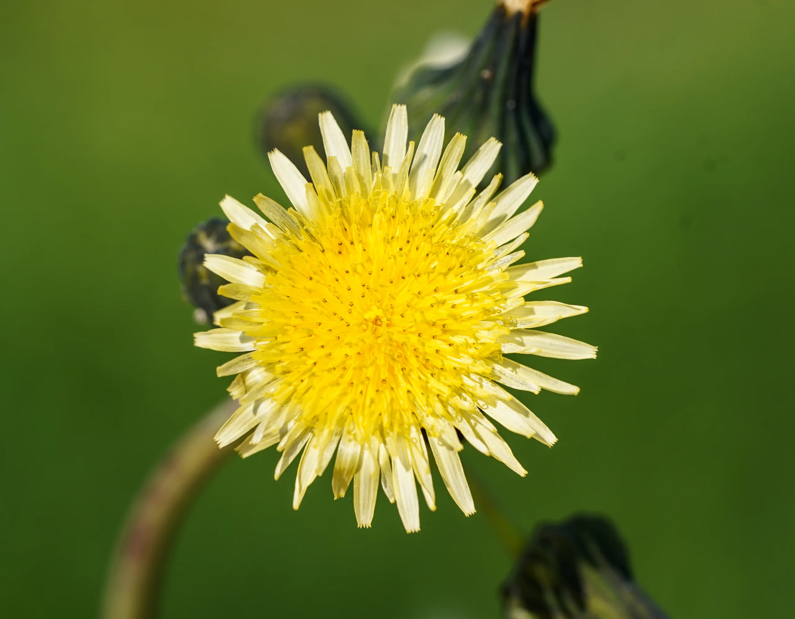 Sonchus oleraceus (Eşek marulu)