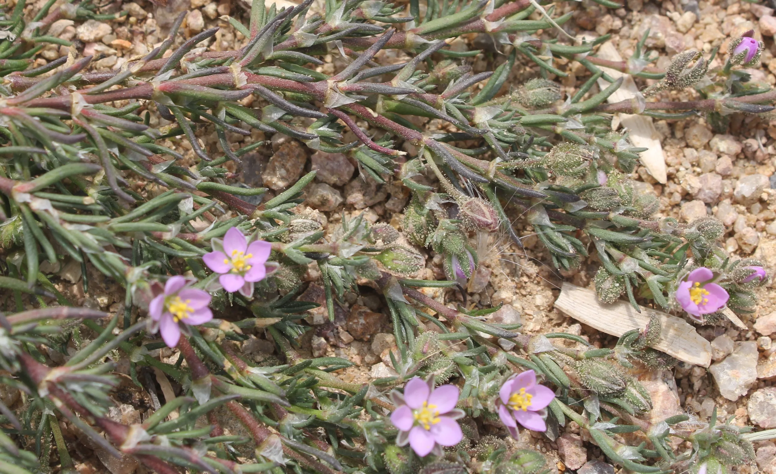 Spergularia media