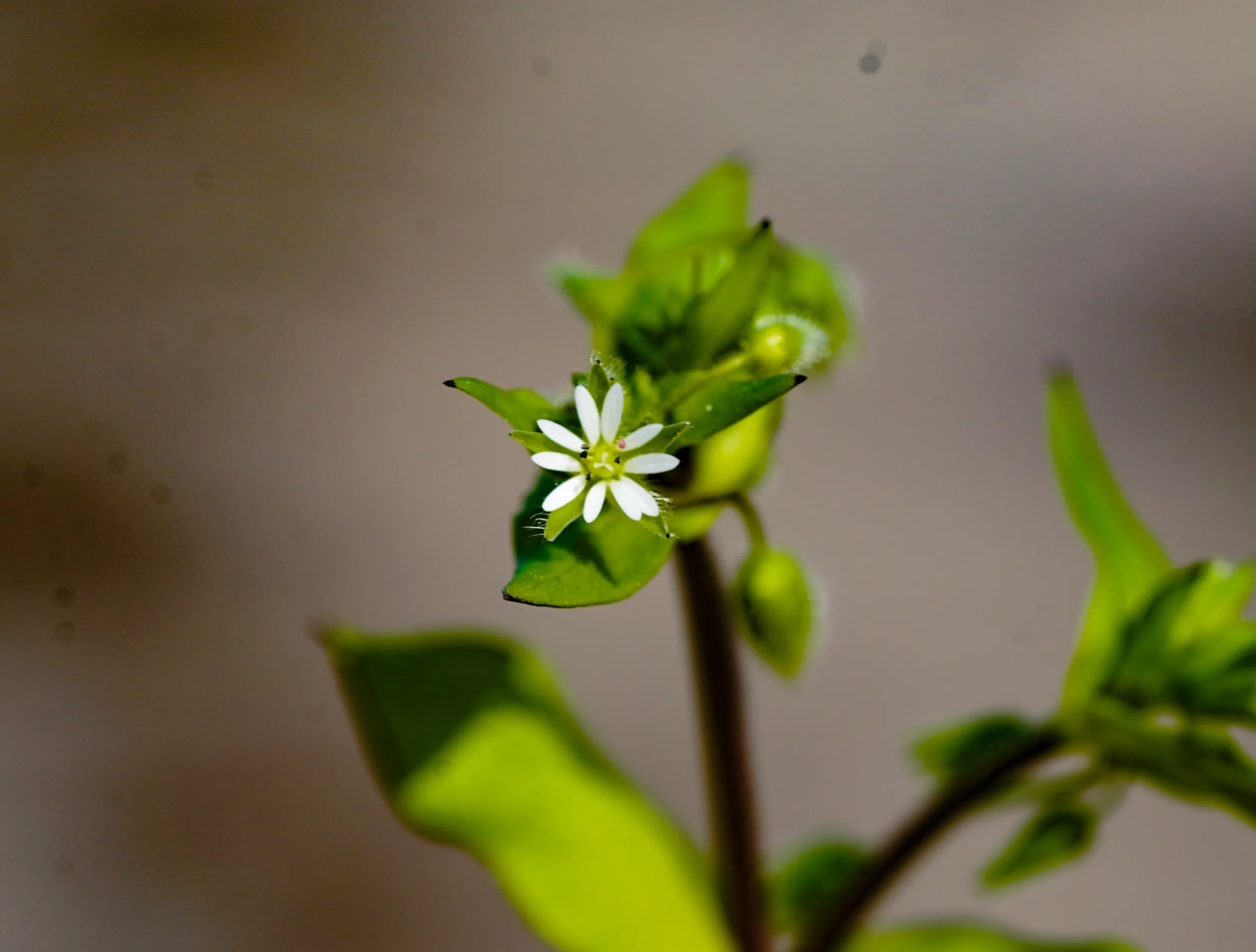 Stellaria media