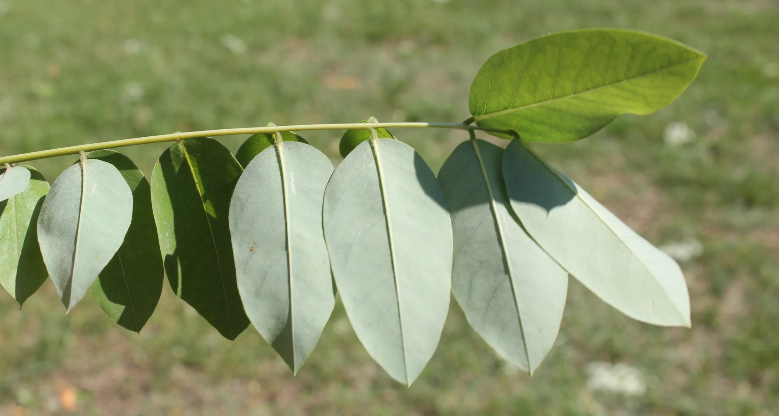 Styphnolobium japonicum