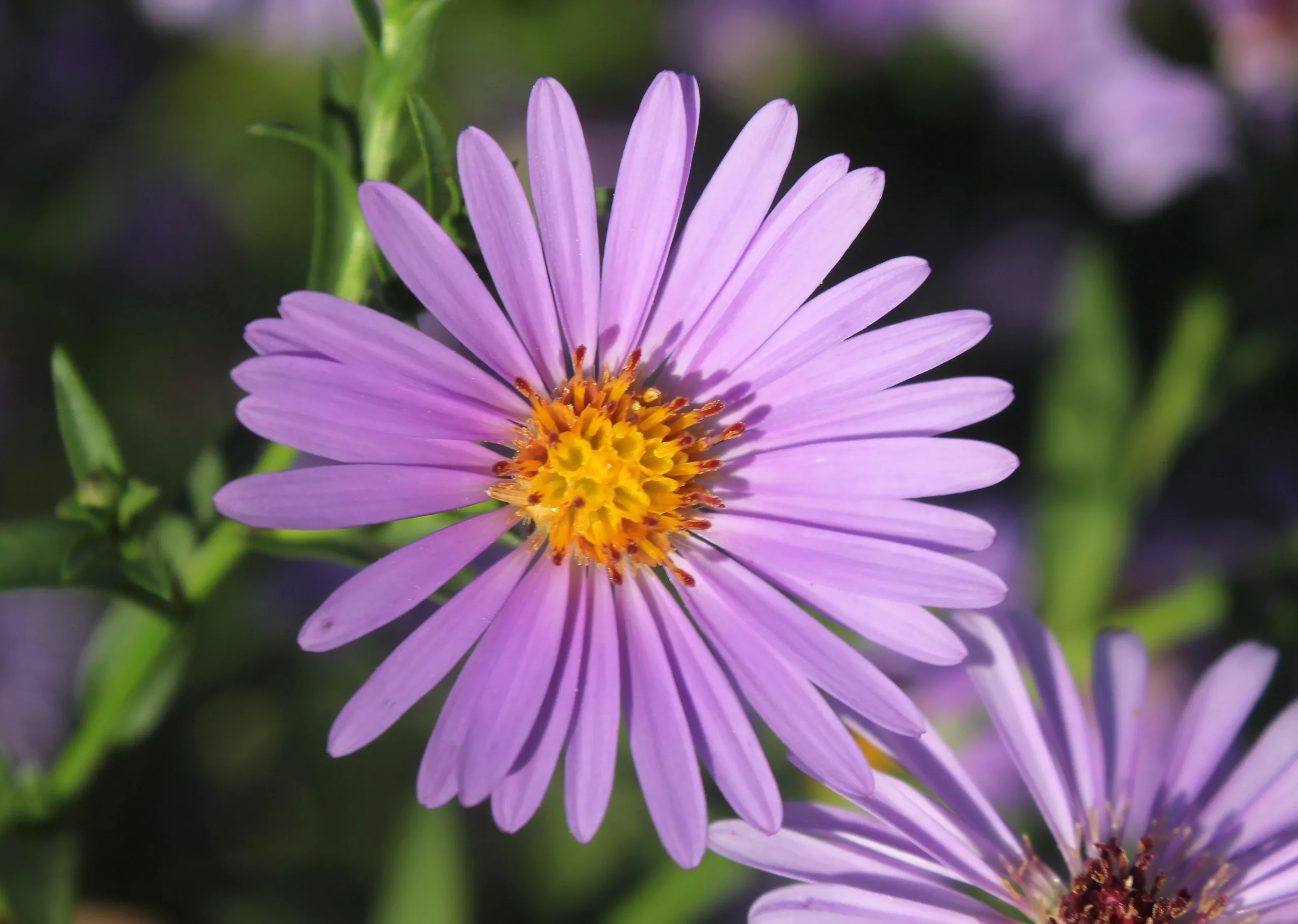 Symphyotrichum novi-belgii