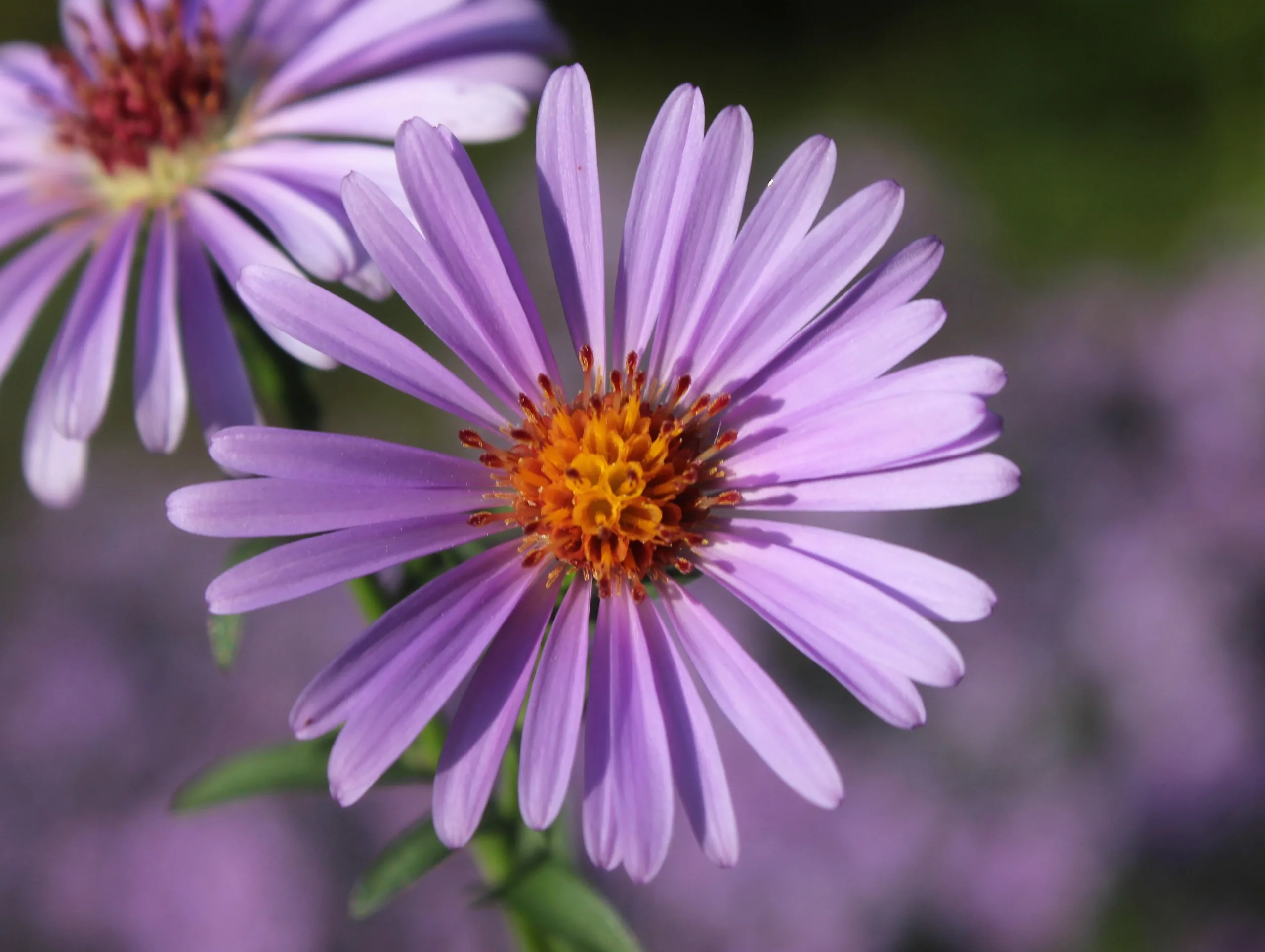 Symphyotrichum novi-belgii