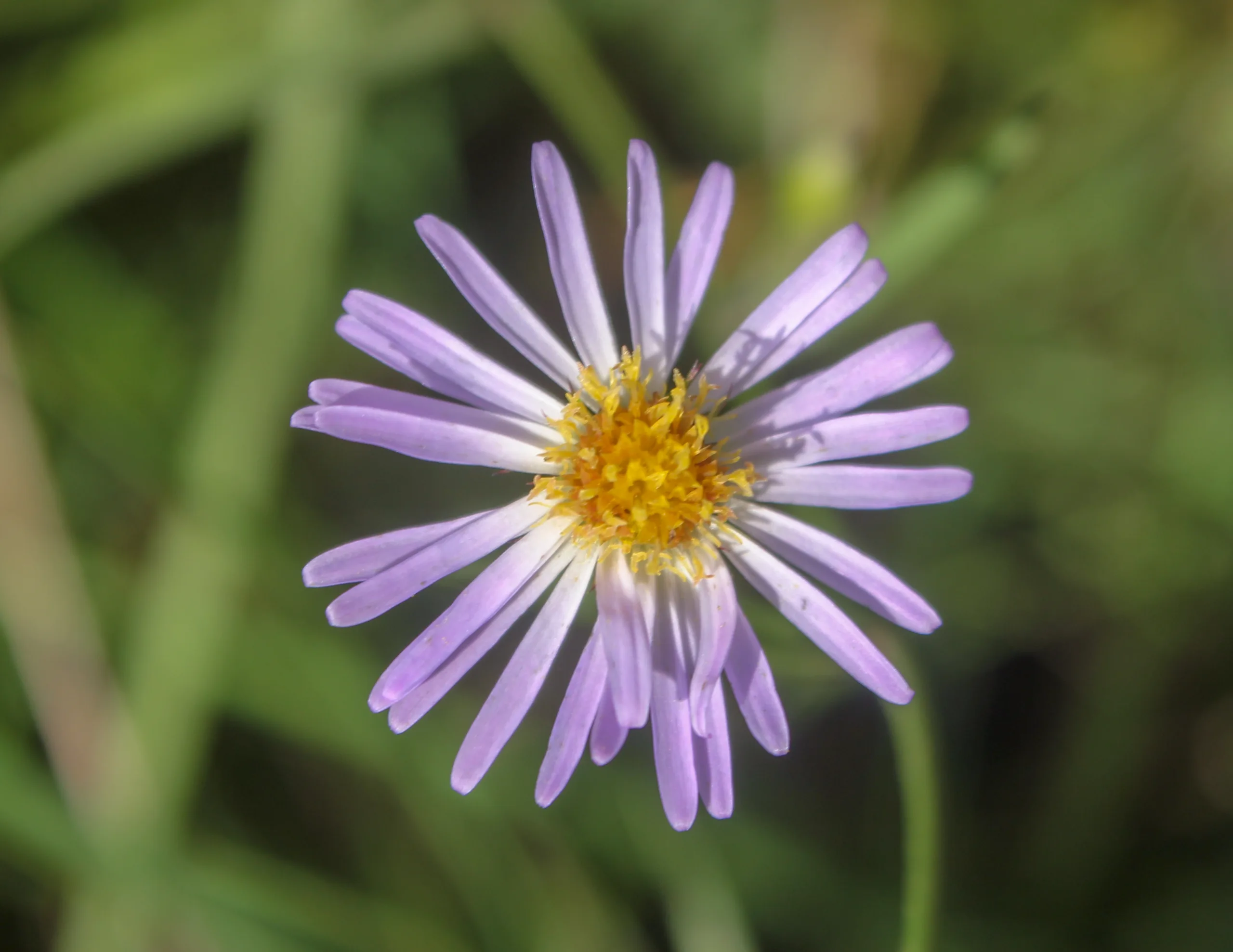 Symphyotrichum (Simpatı)