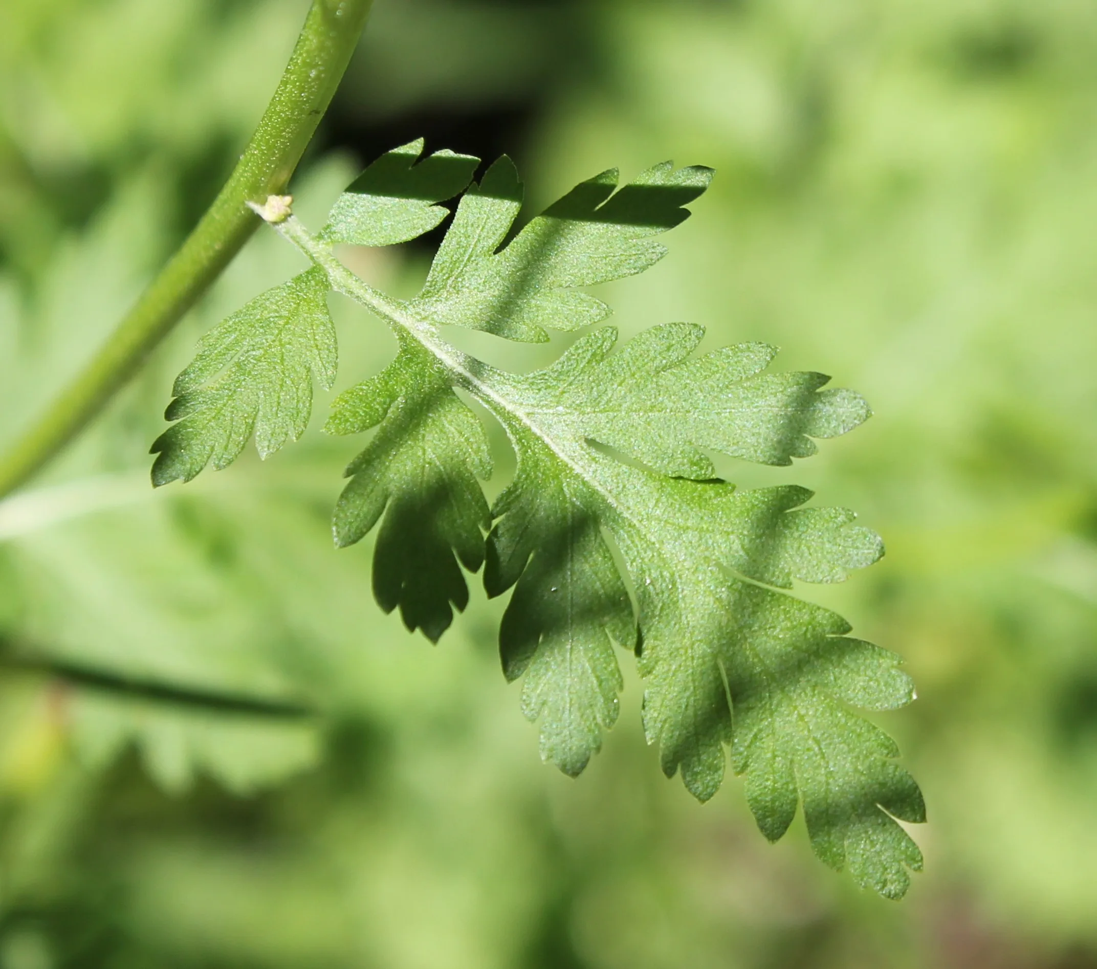 Tanacetum parthenium