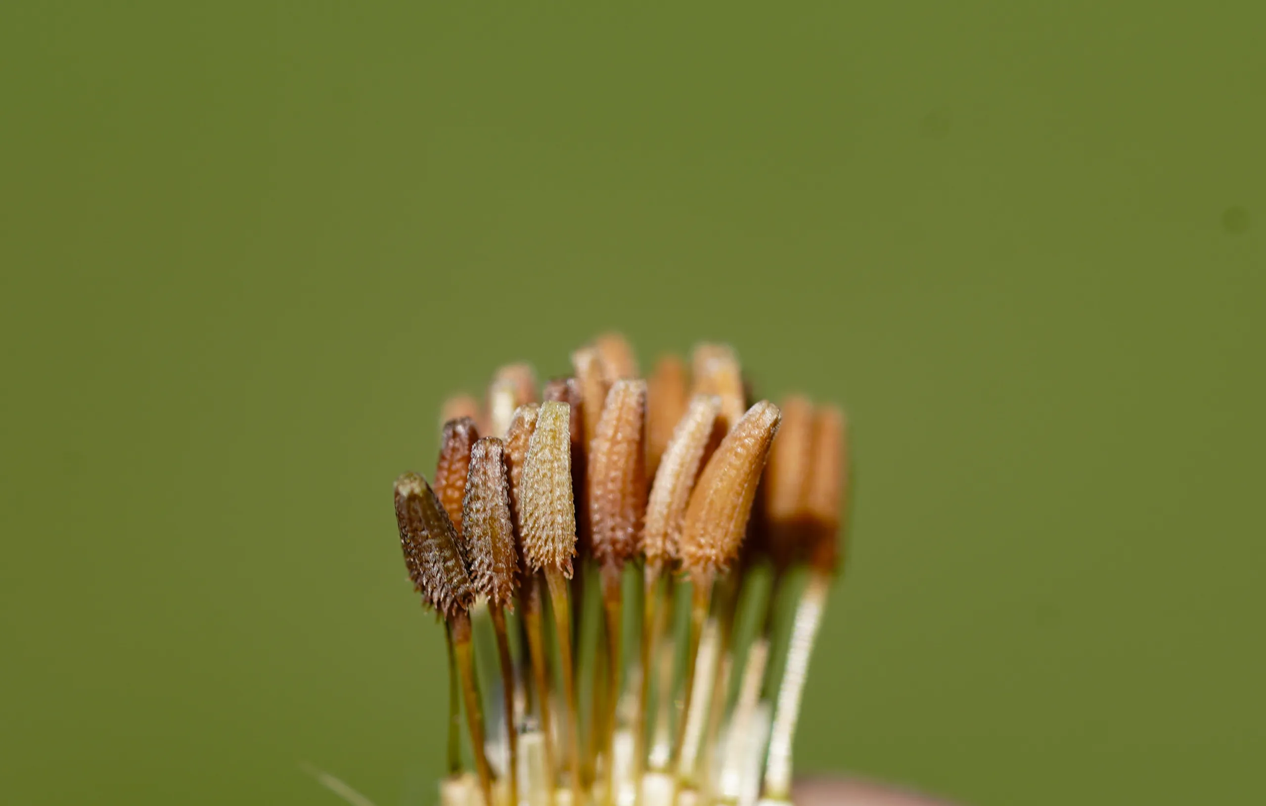 Taraxacum hellenicum