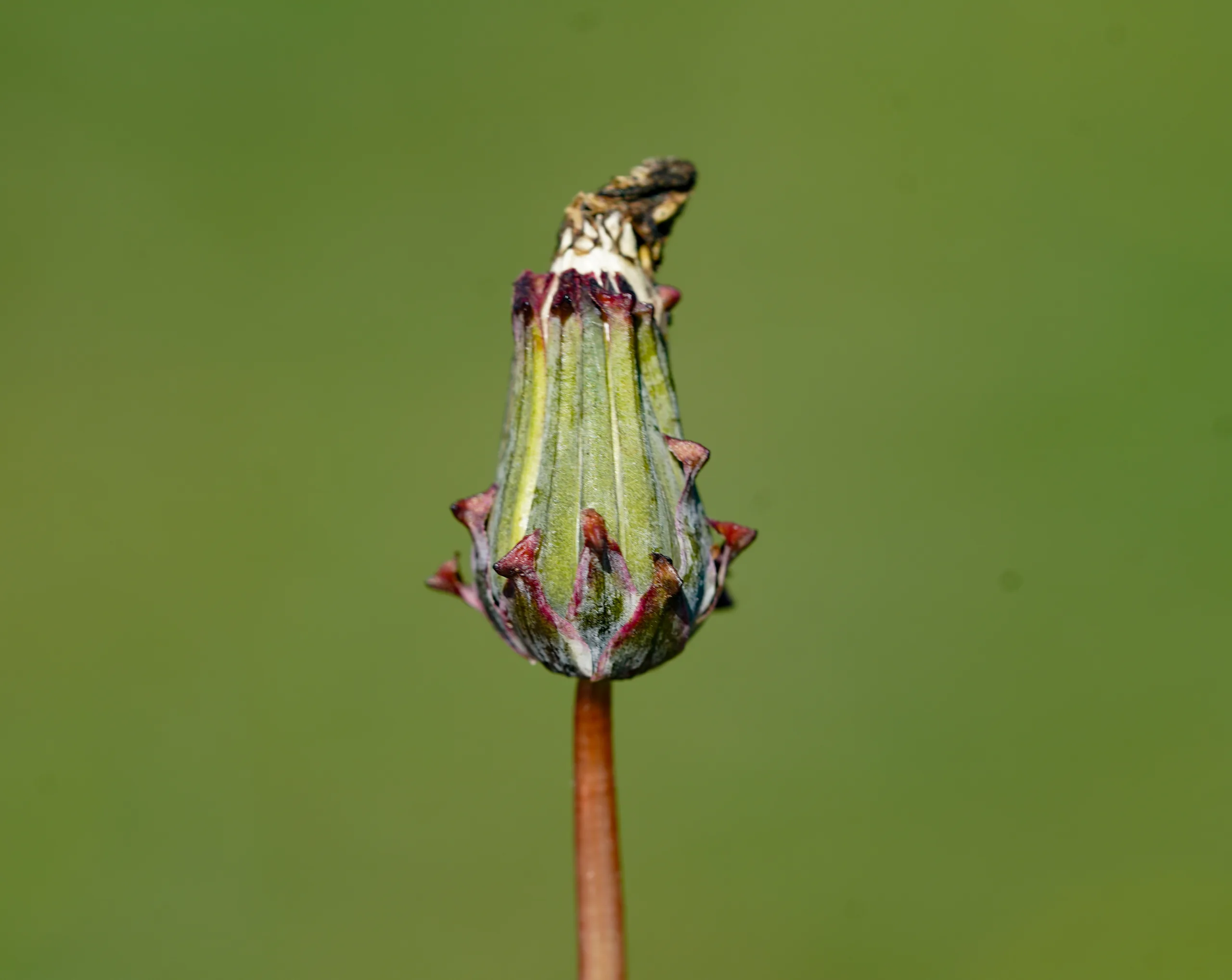 Taraxacum hellenicum