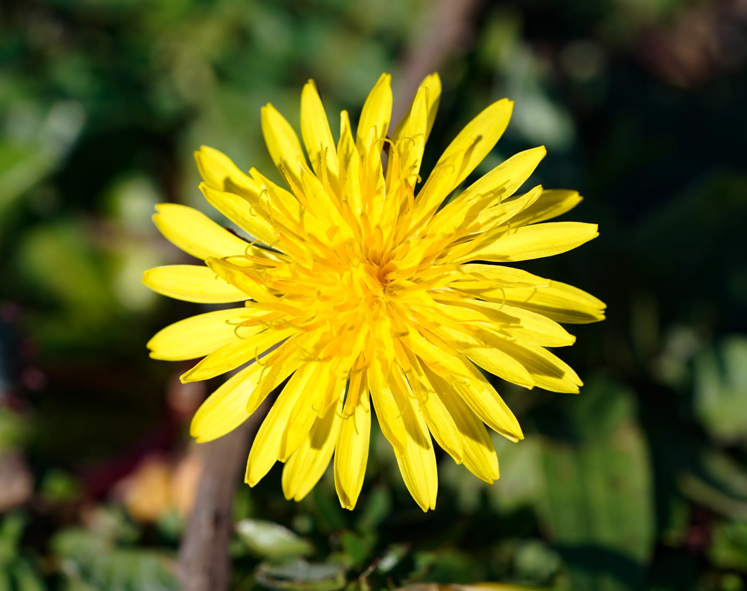Taraxacum hellenicum (Leblebi otu)