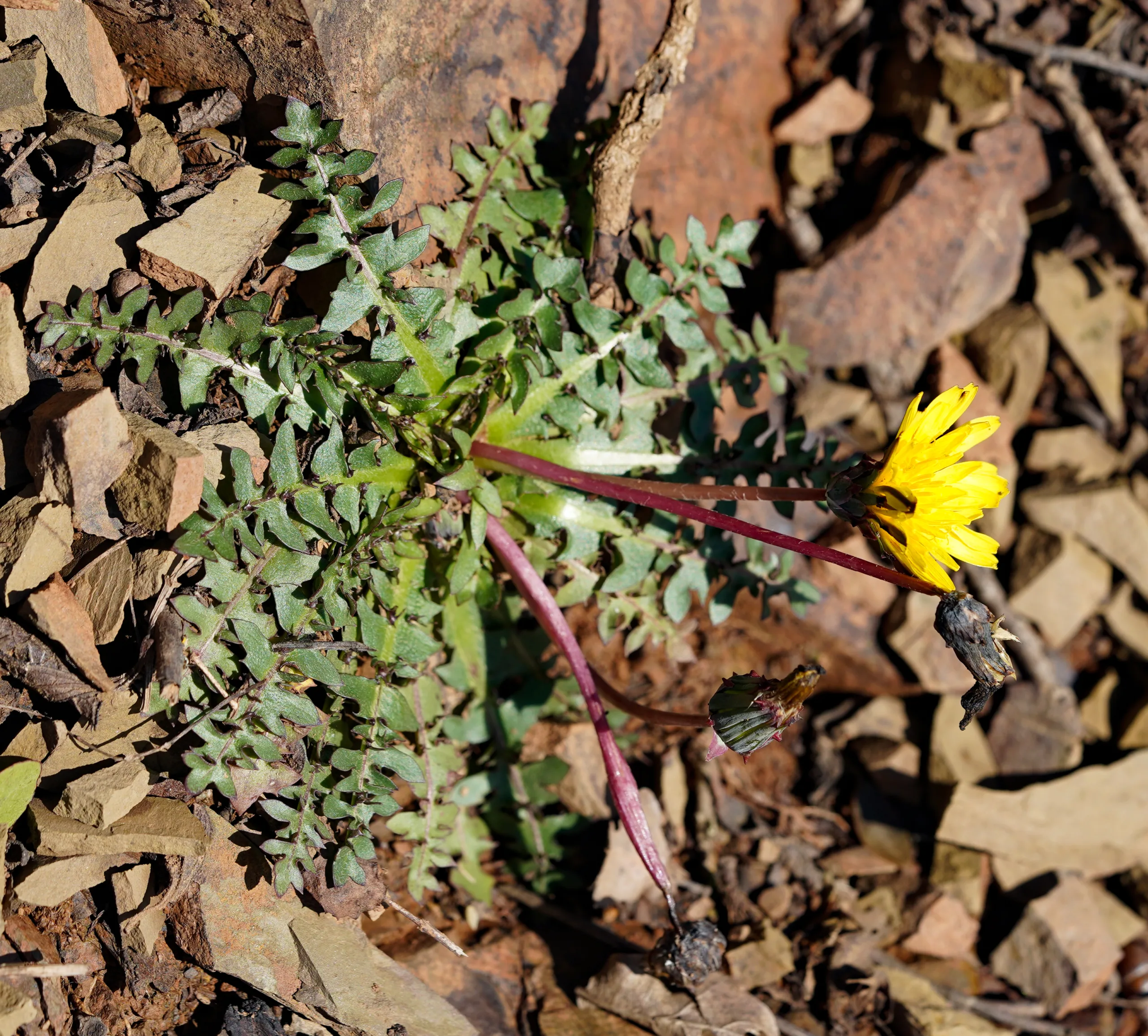 Taraxacum hellenicum