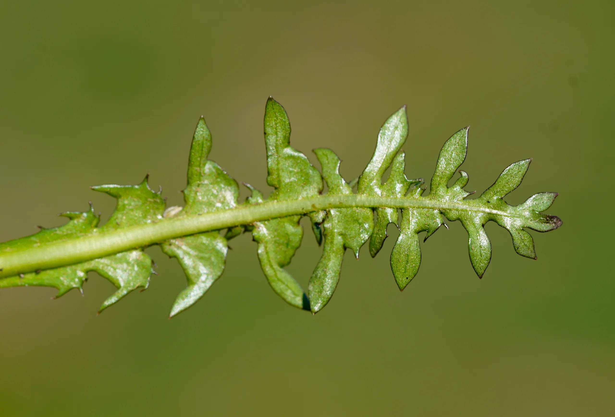 Taraxacum hellenicum