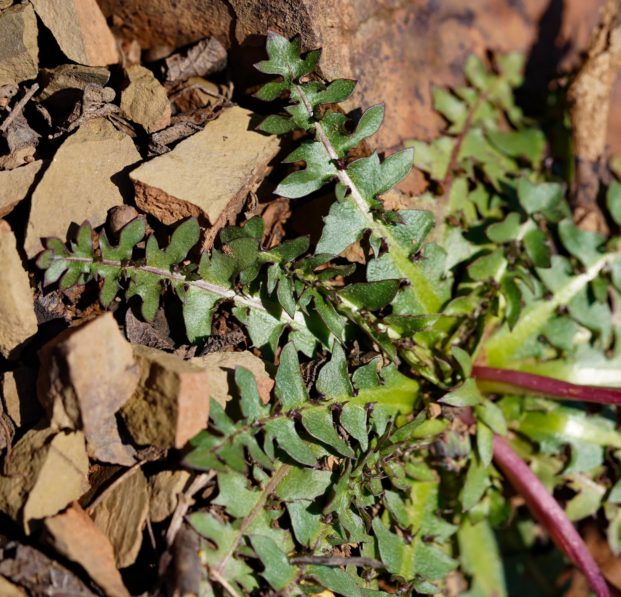 Taraxacum hellenicum