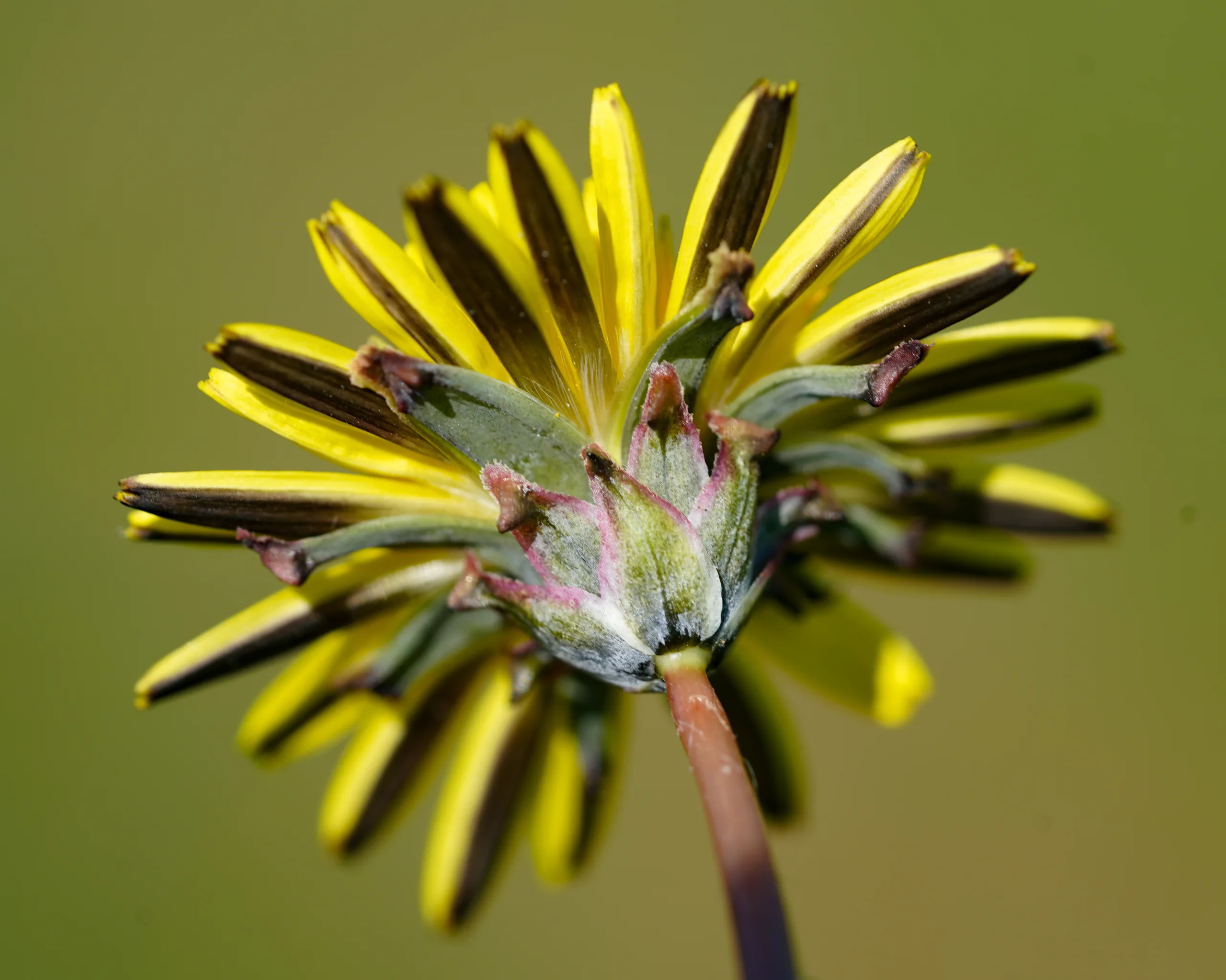 Taraxacum hellenicum