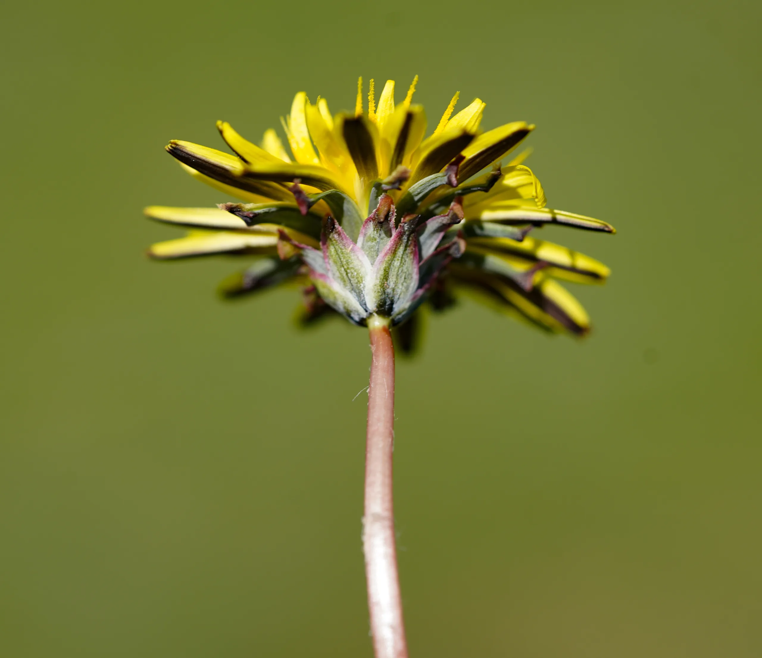 Taraxacum hellenicum