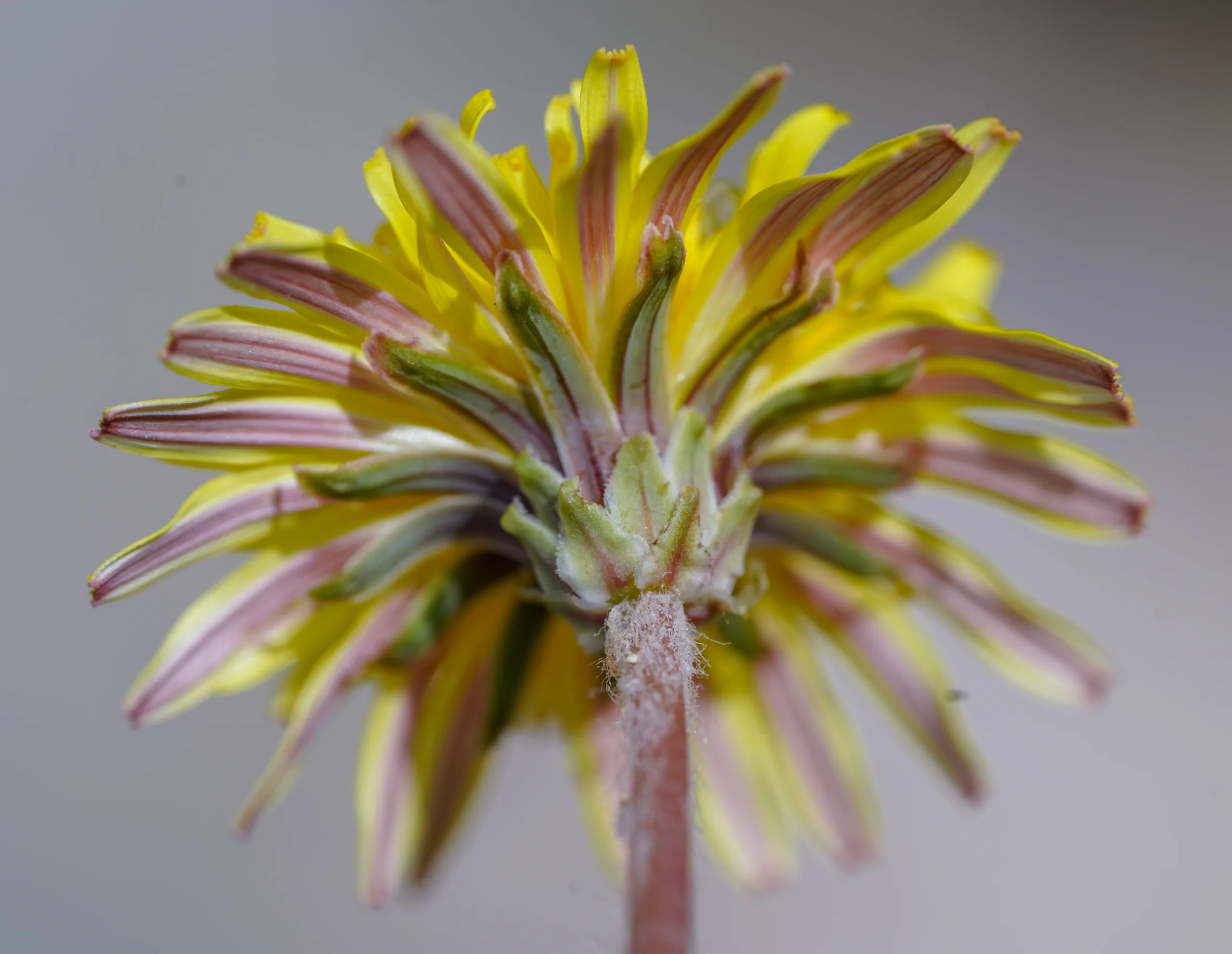 Taraxacum hybernum