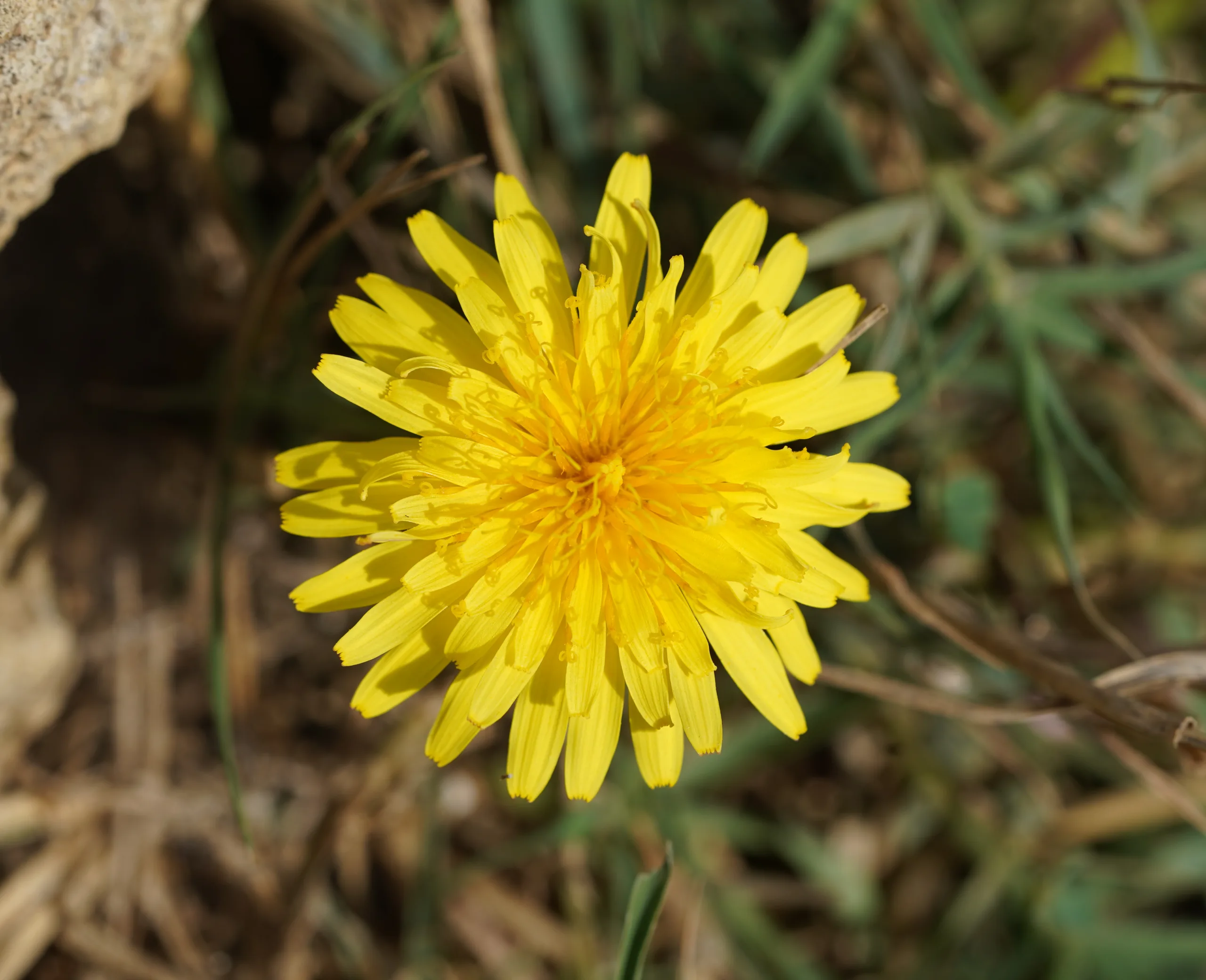 Taraxacum hybernum (Kış çıtlığı)