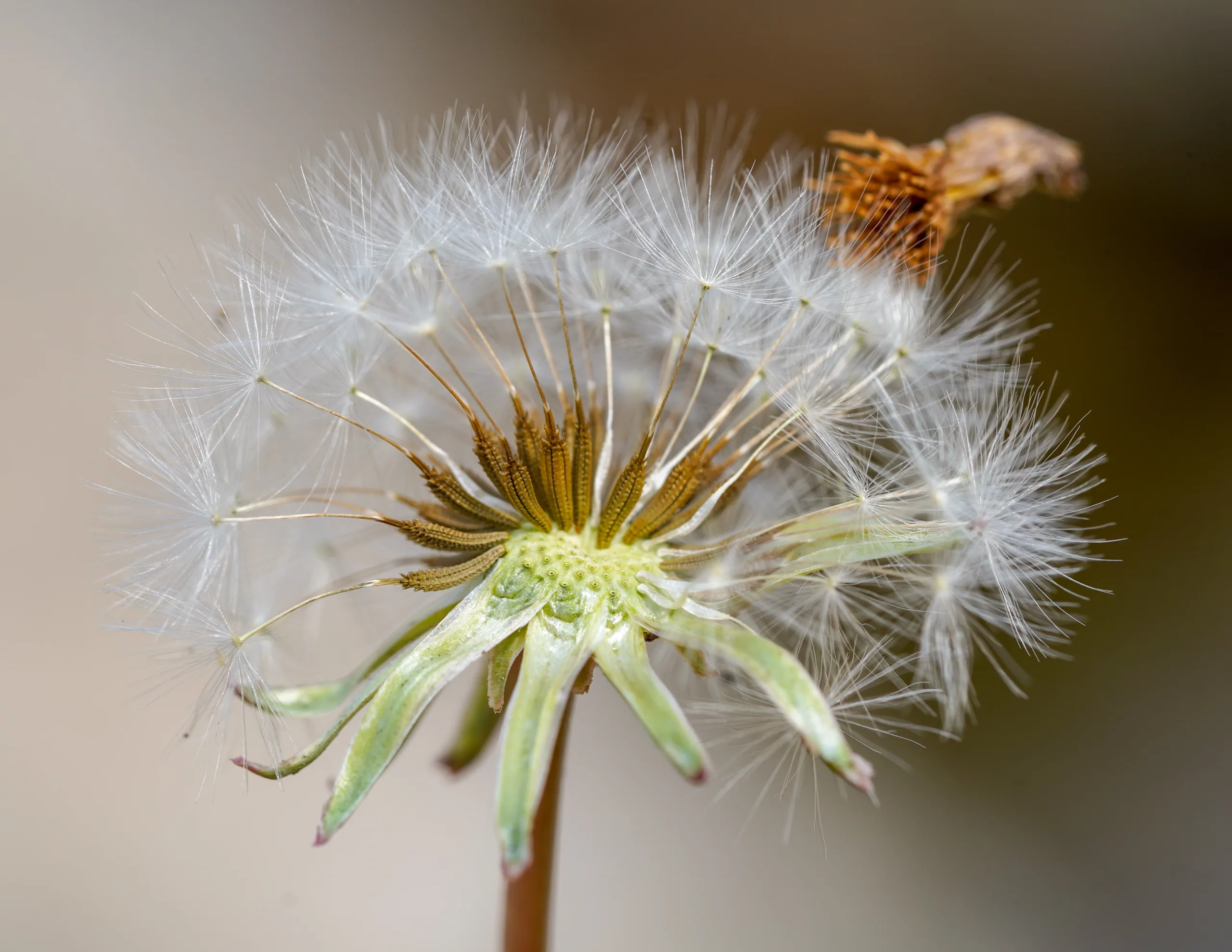 Taraxacum hybernum