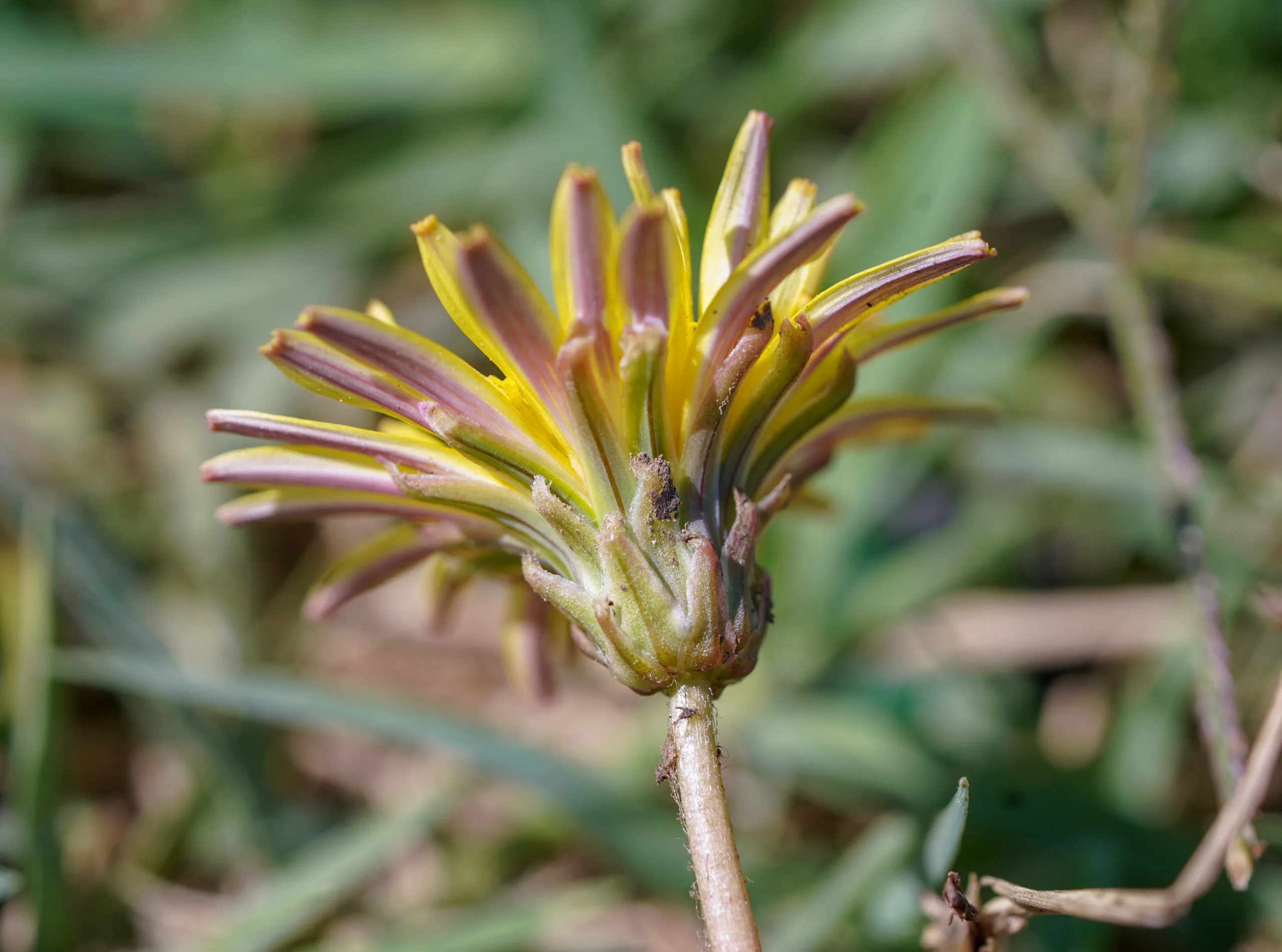 Taraxacum hybernum