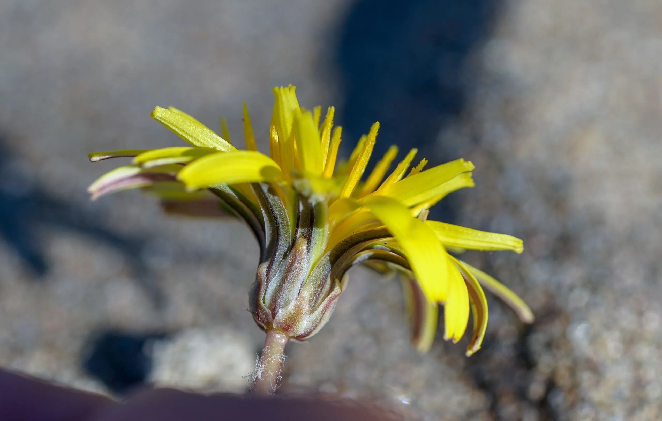 Taraxacum hybernum