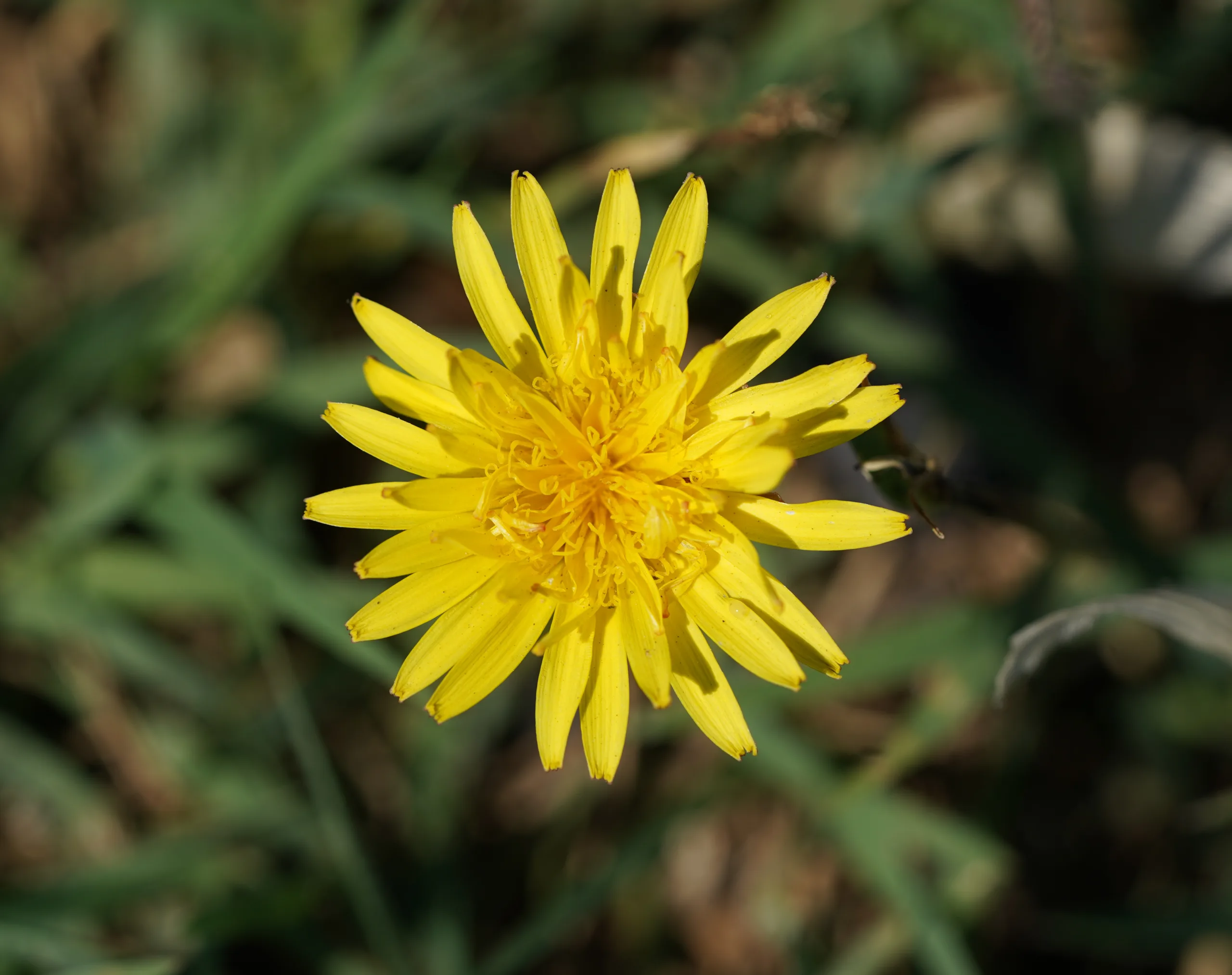 Taraxacum hybernum