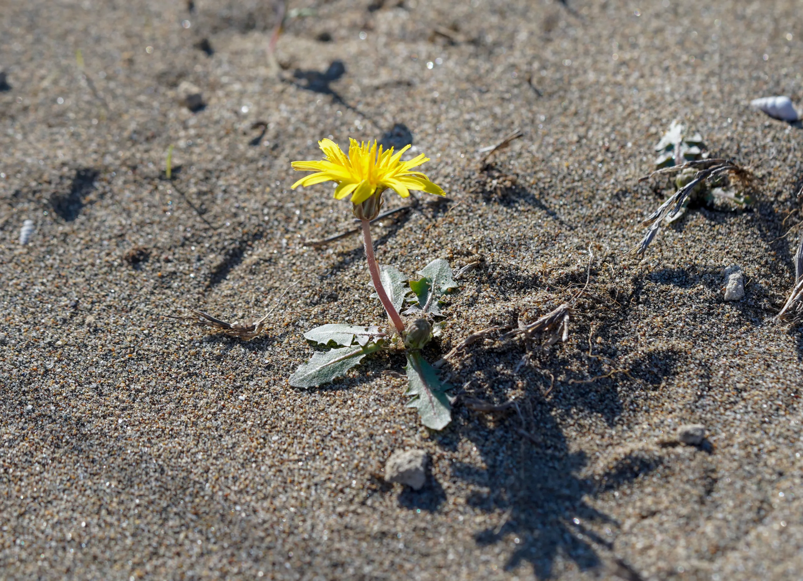 Taraxacum hybernum