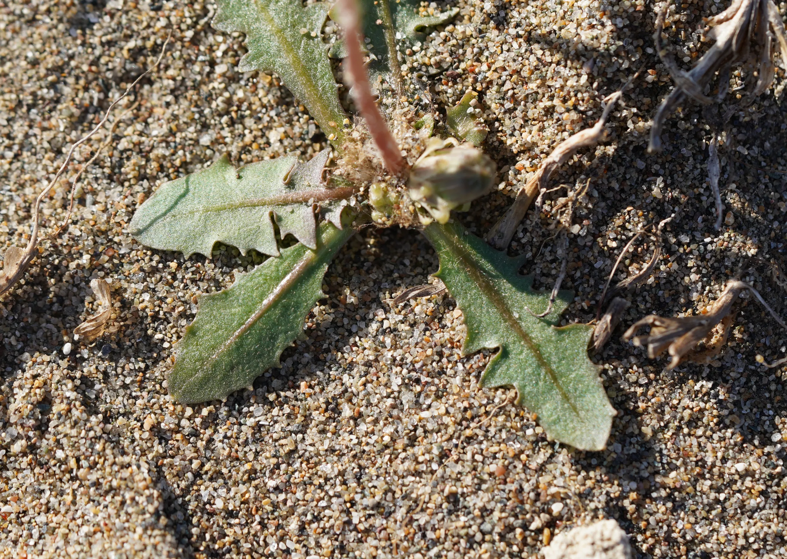 Taraxacum hybernum