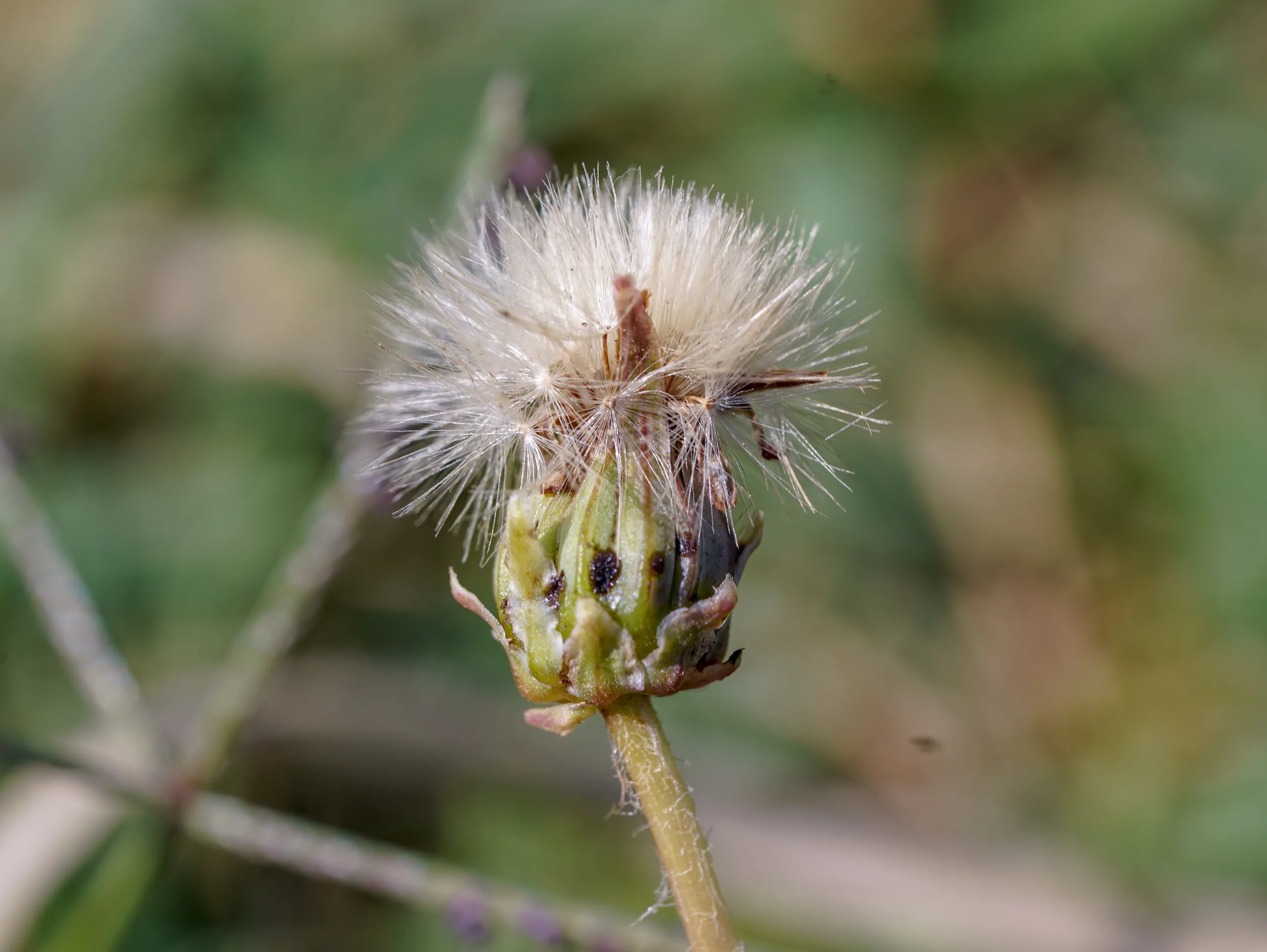 Taraxacum hybernum