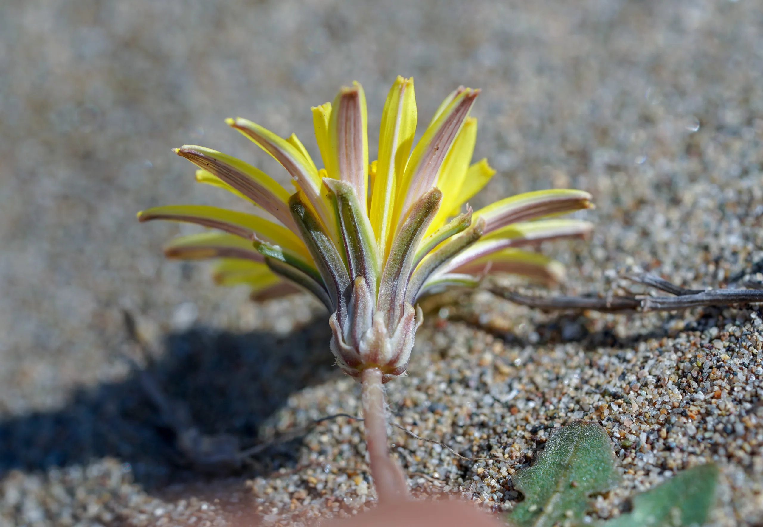 Taraxacum hybernum
