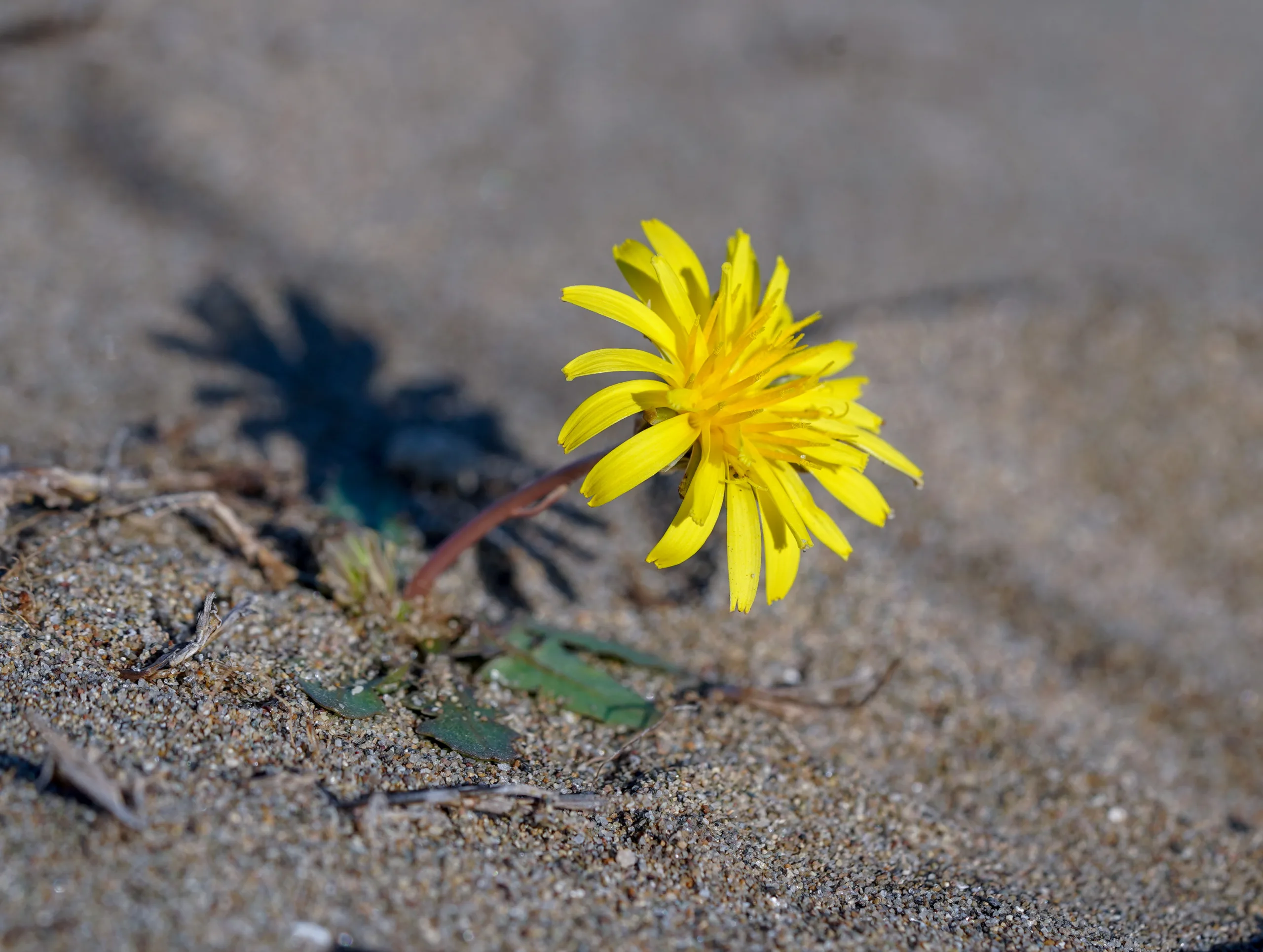 Taraxacum hybernum