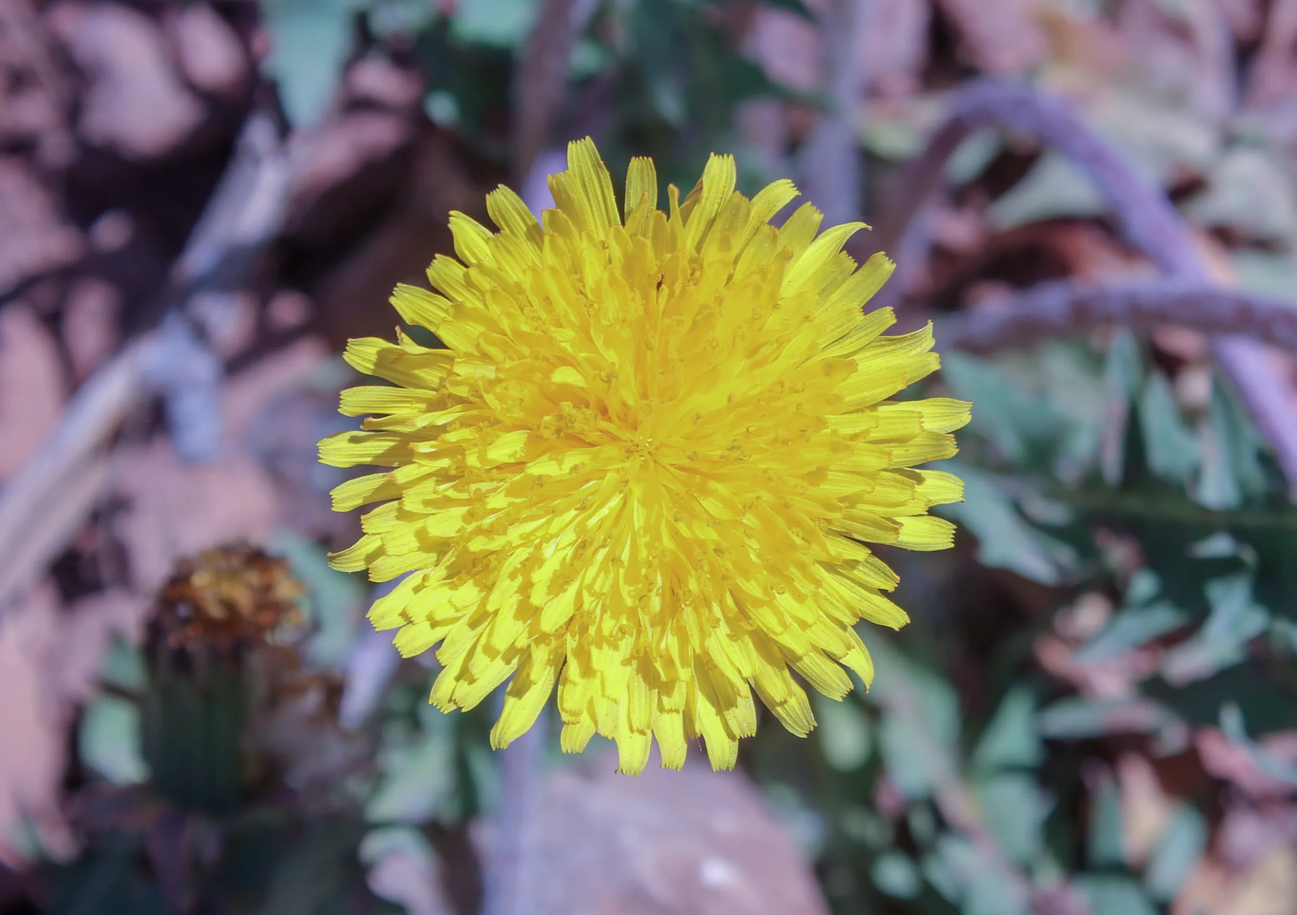 Taraxacum laxum (Gevşek çıtlık)