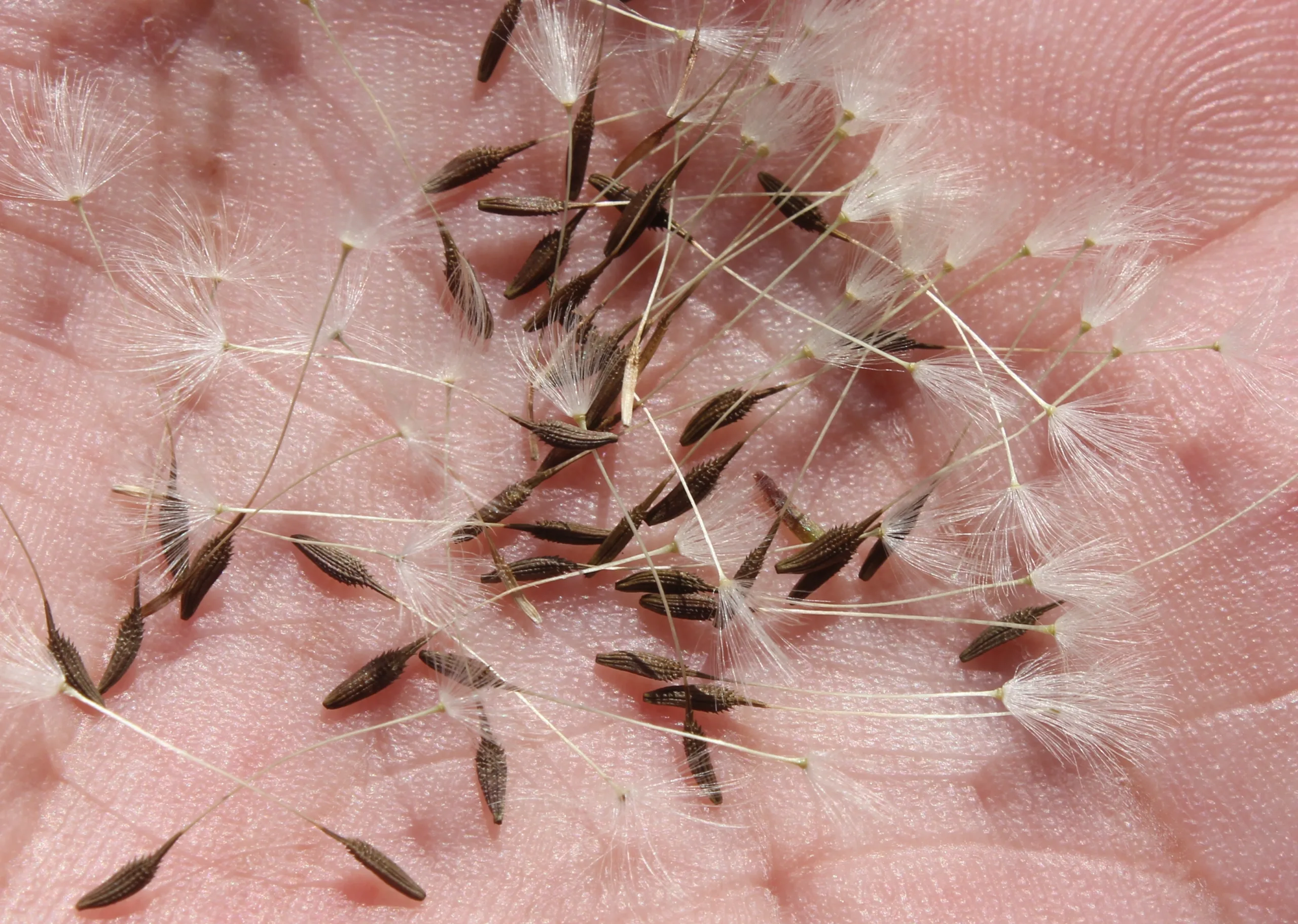 Taraxacum pseudobrachyglossum