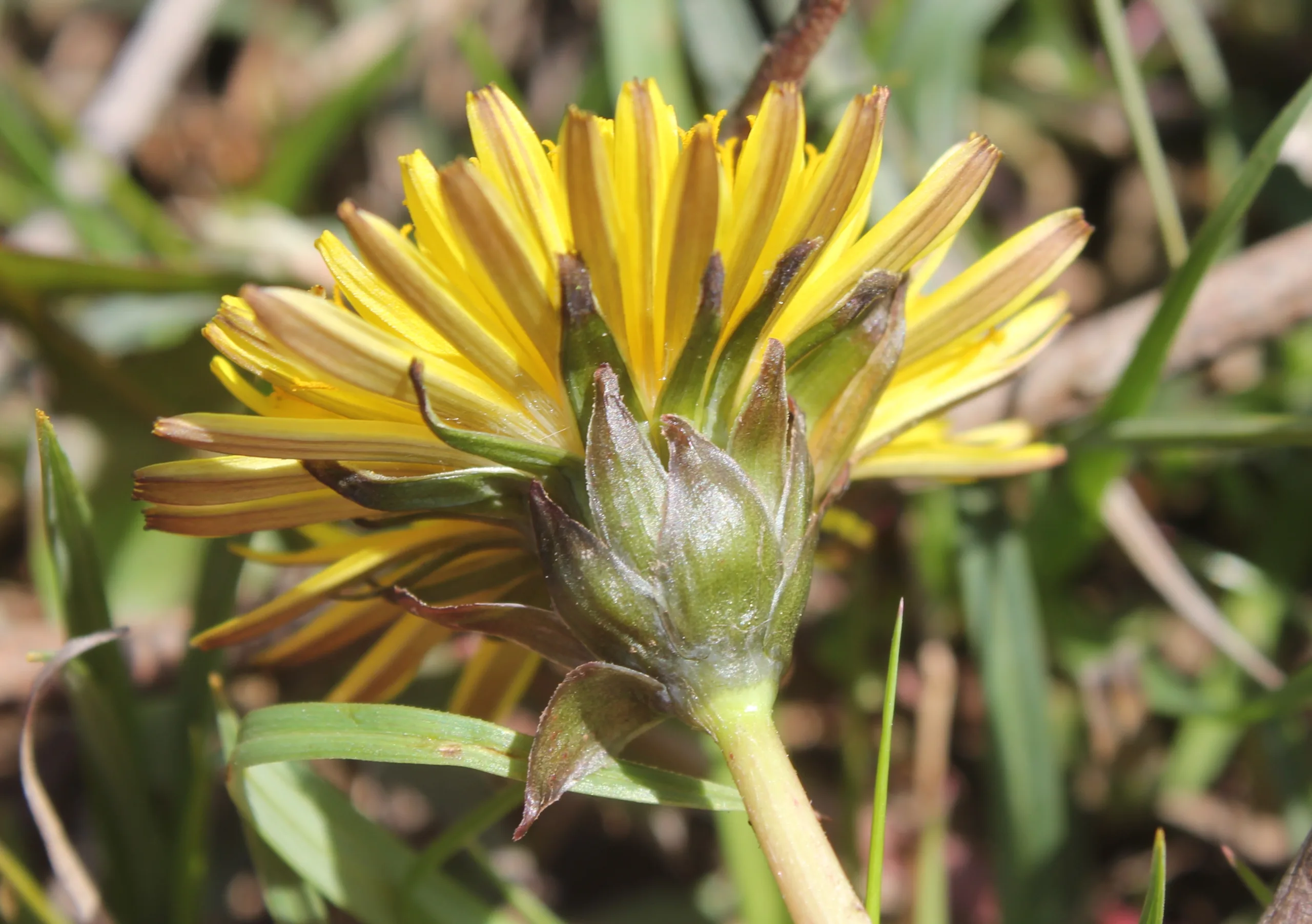 Taraxacum pseudobrachyglossum