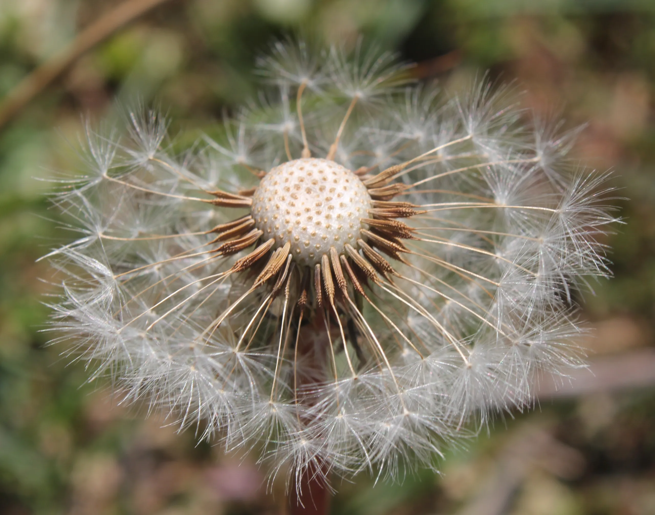 Taraxacum pseudobrachyglossum