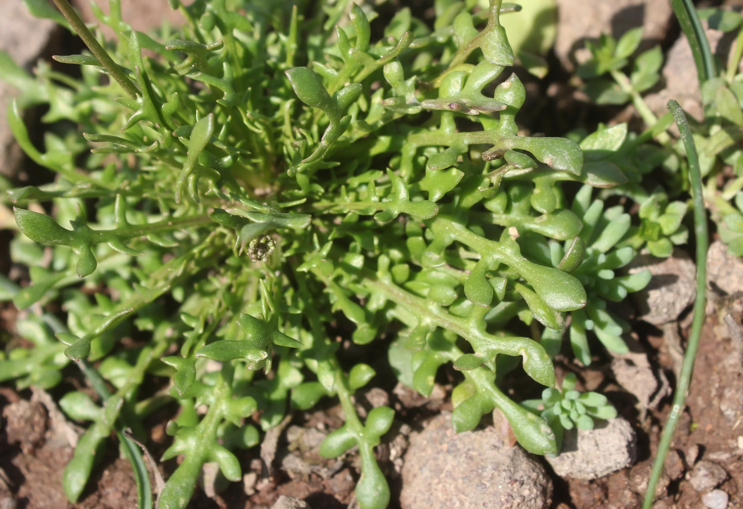 Teesdalia coronopifolia