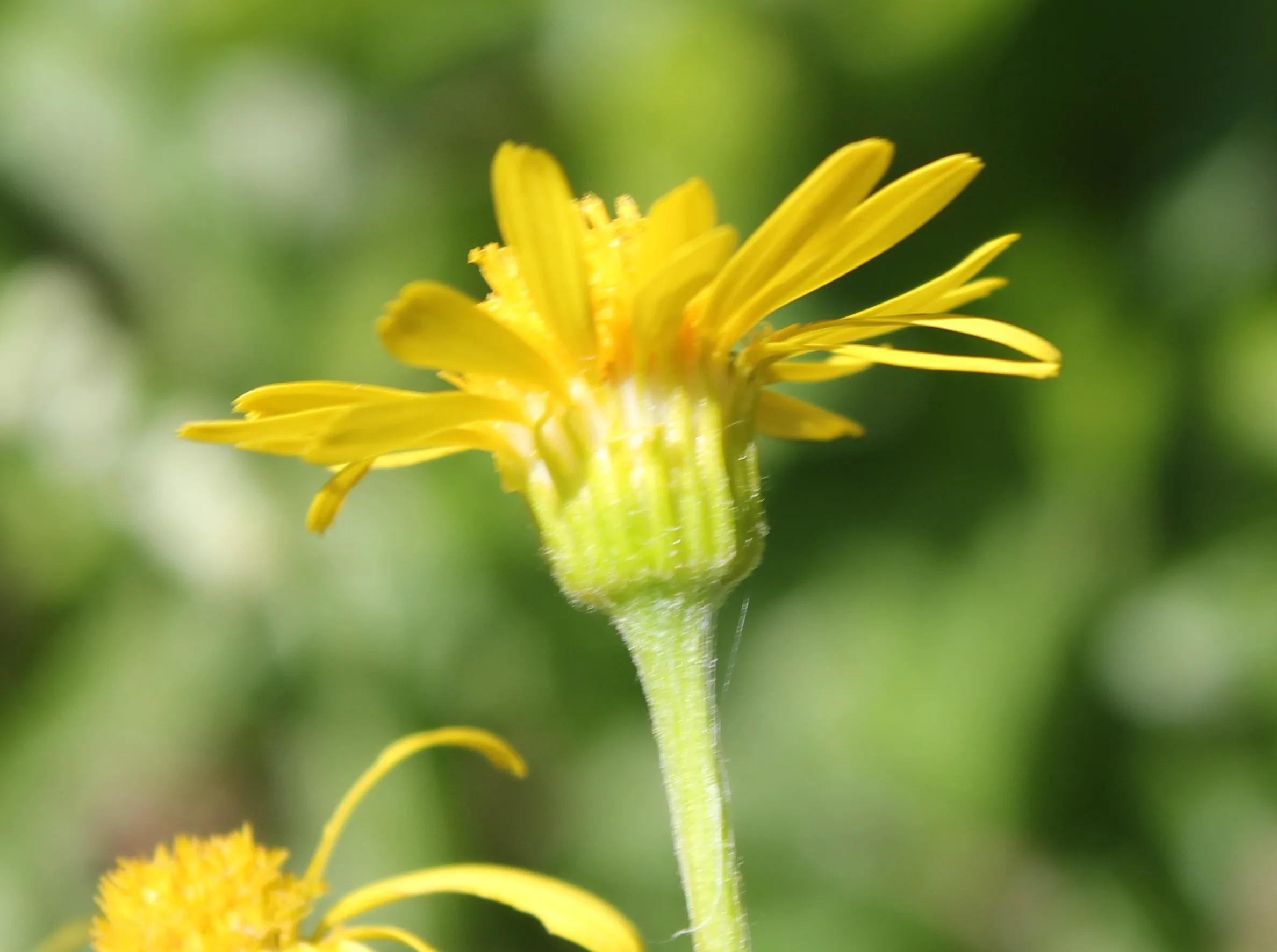 Tephroseris integrifolia subsp. aucheri