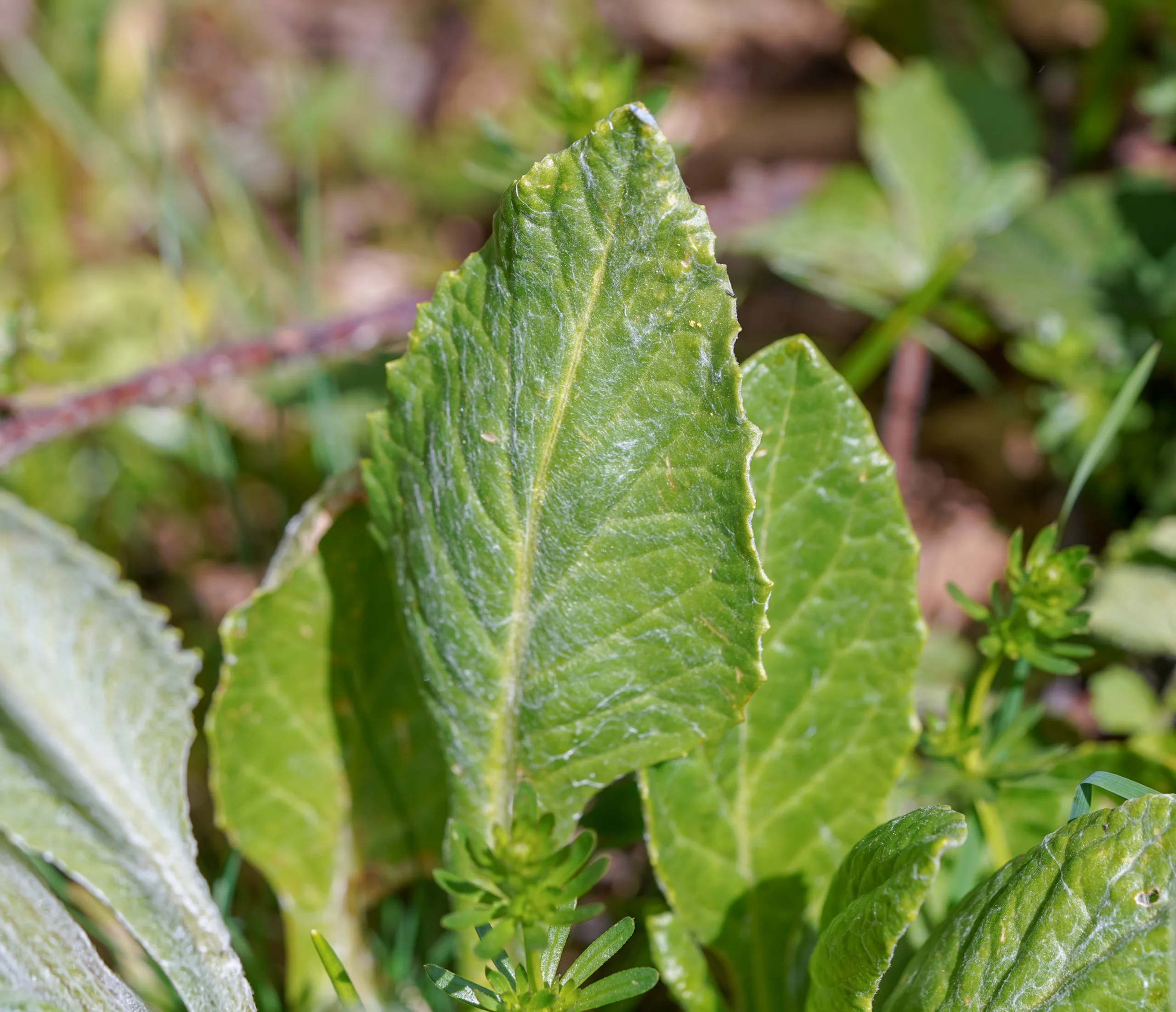 Tephroseris integrifolia subsp. aucheri