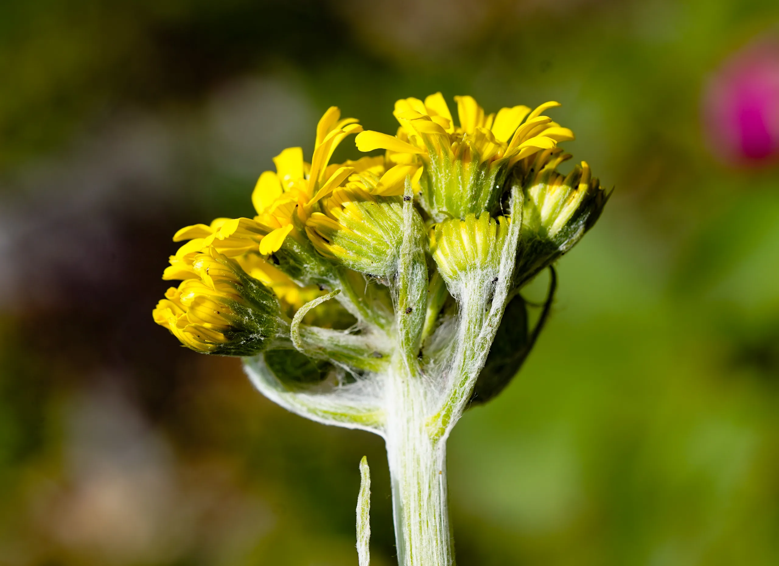 Tephroseris integrifolia subsp. aucheri