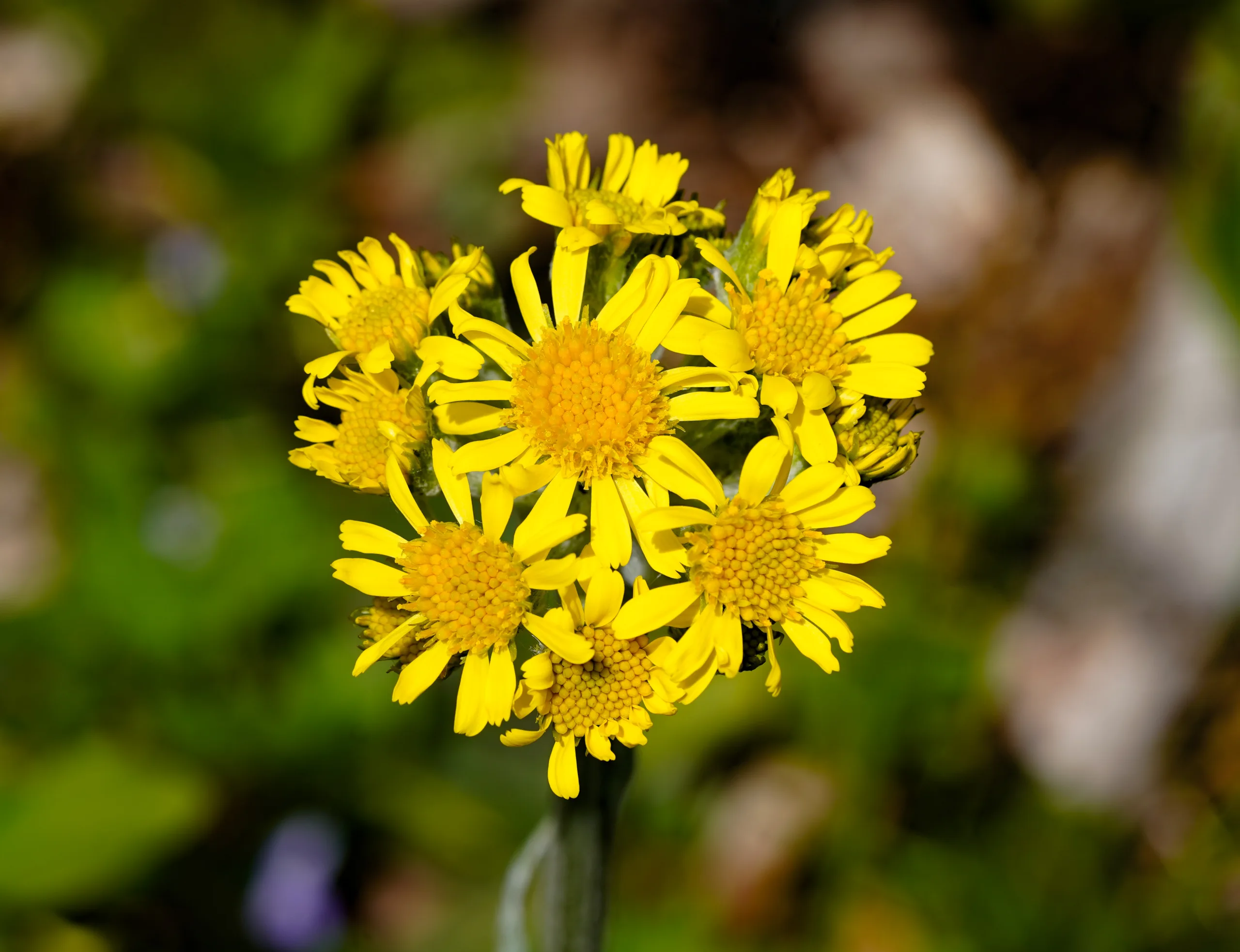 Tephroseris integrifolia subsp. aucheri