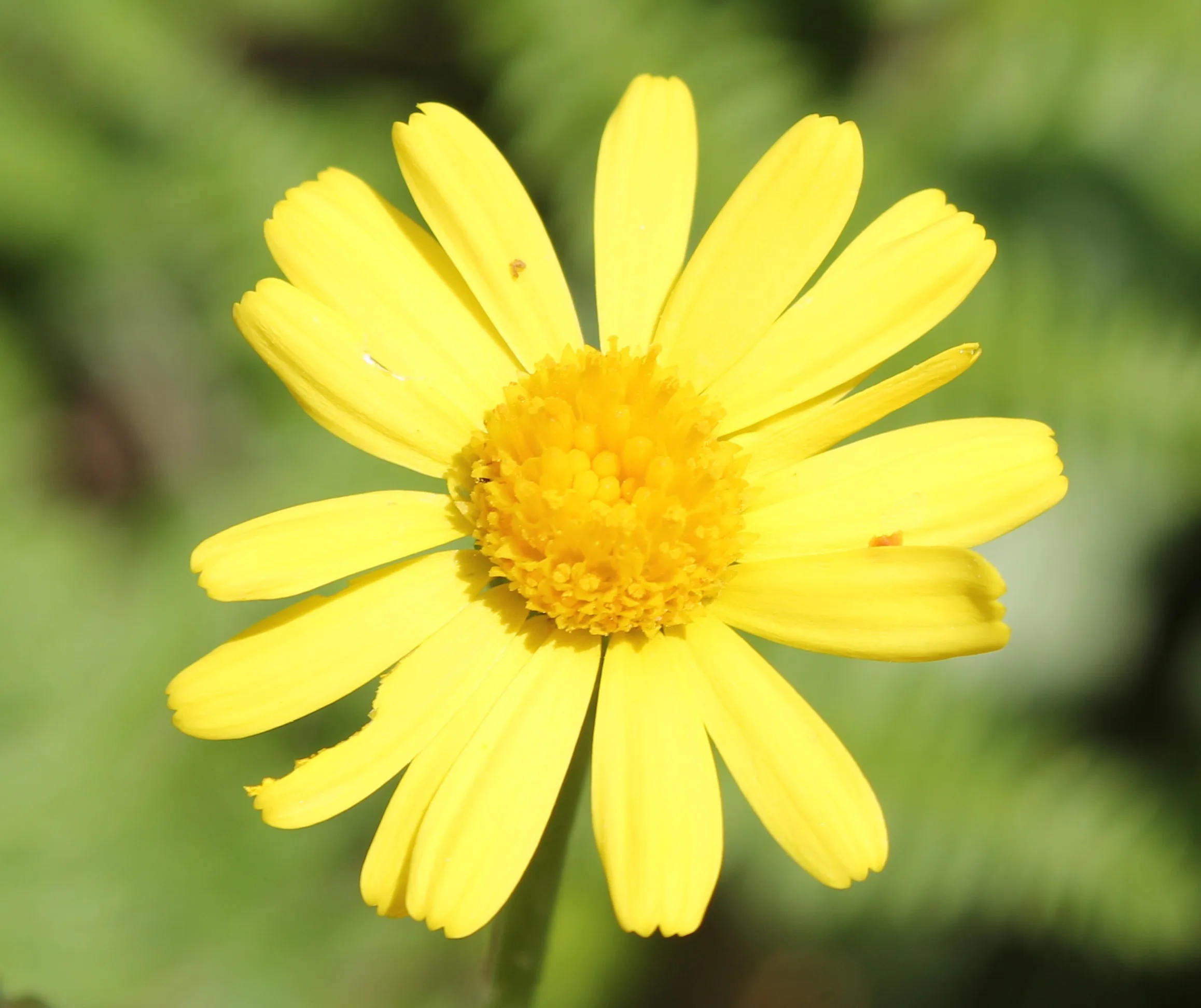 Tephroseris integrifolia subsp. aucheri