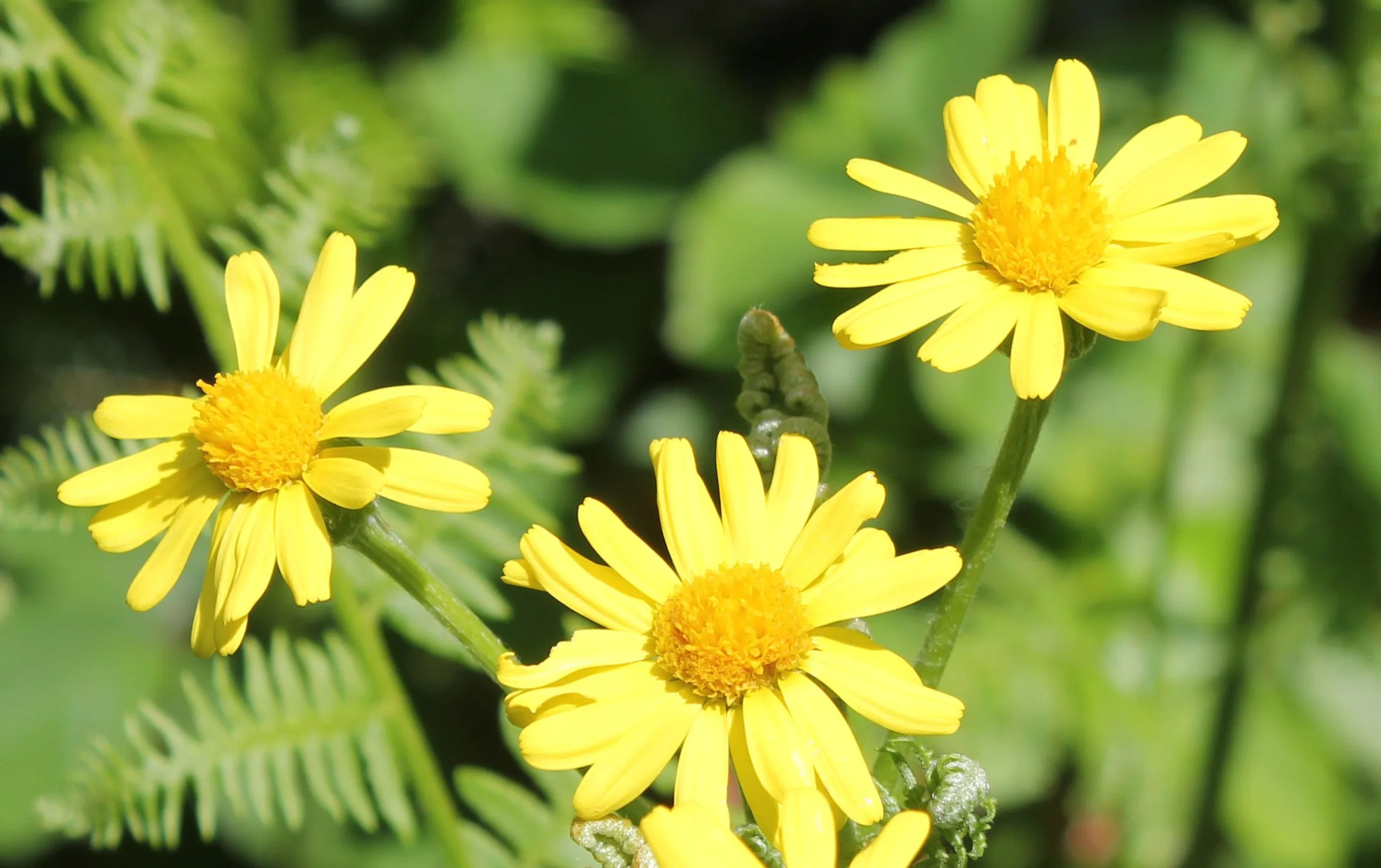 Tephroseris integrifolia subsp. aucheri