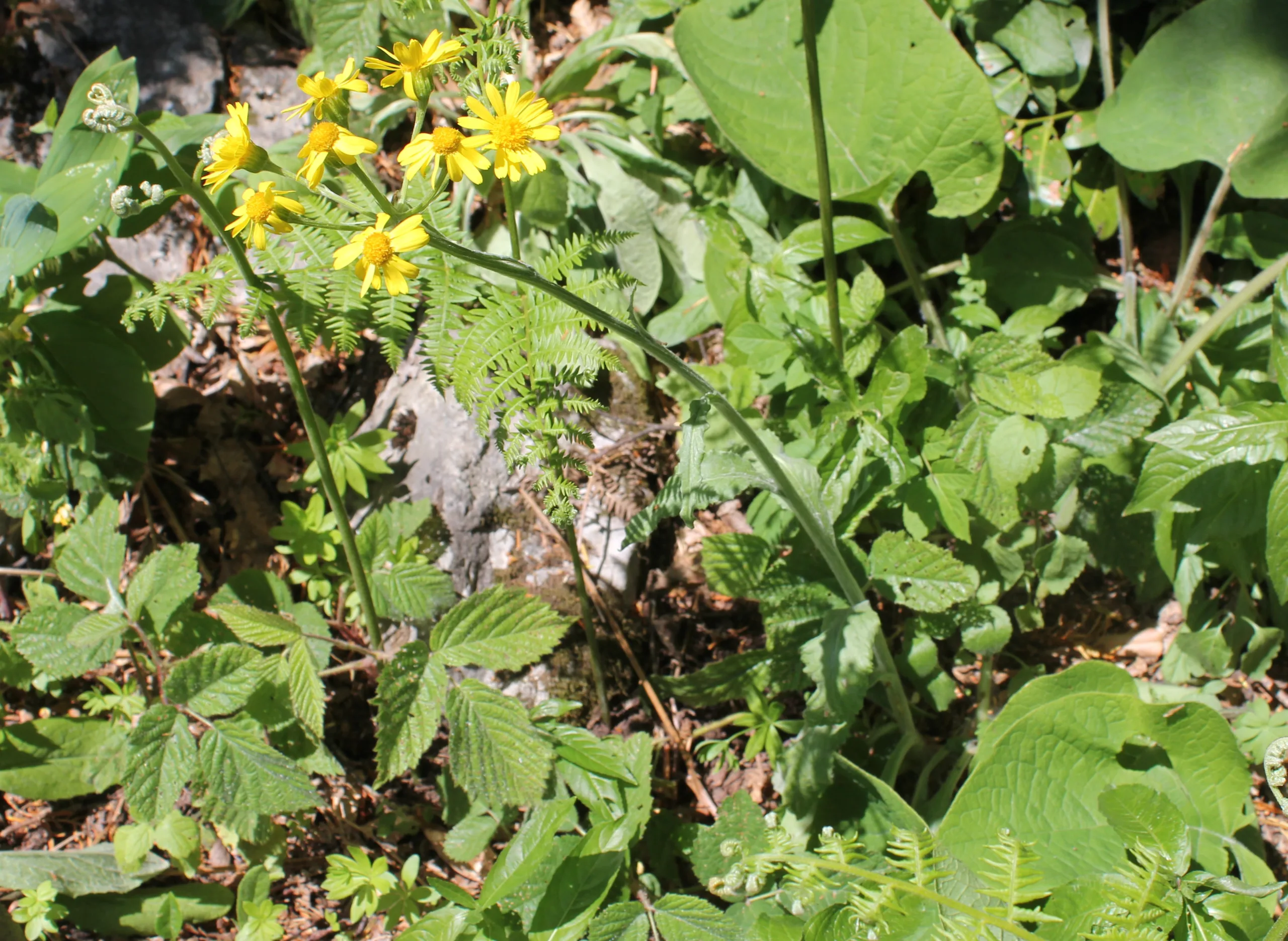Tephroseris integrifolia subsp. aucheri