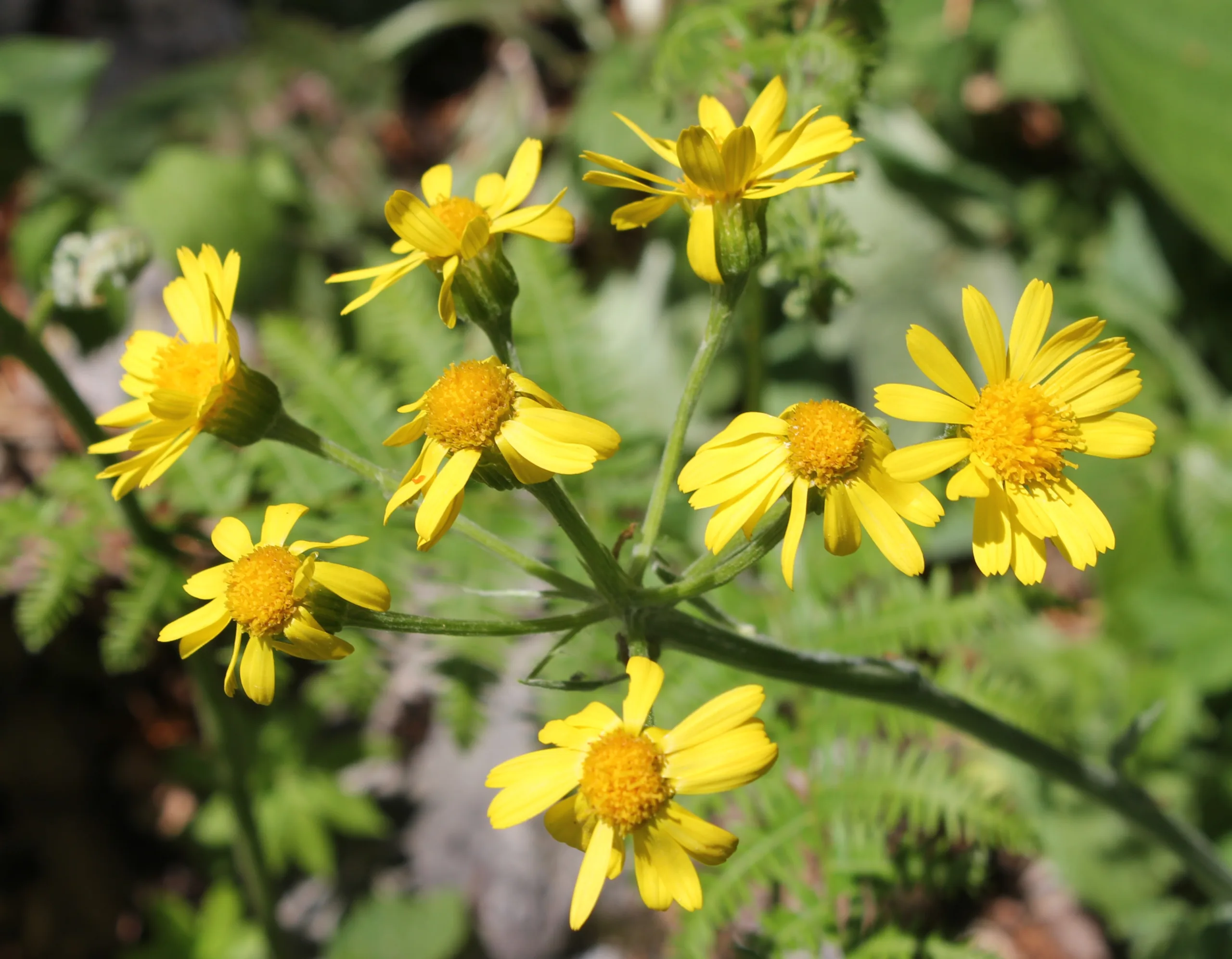 Tephroseris integrifolia subsp. aucheri