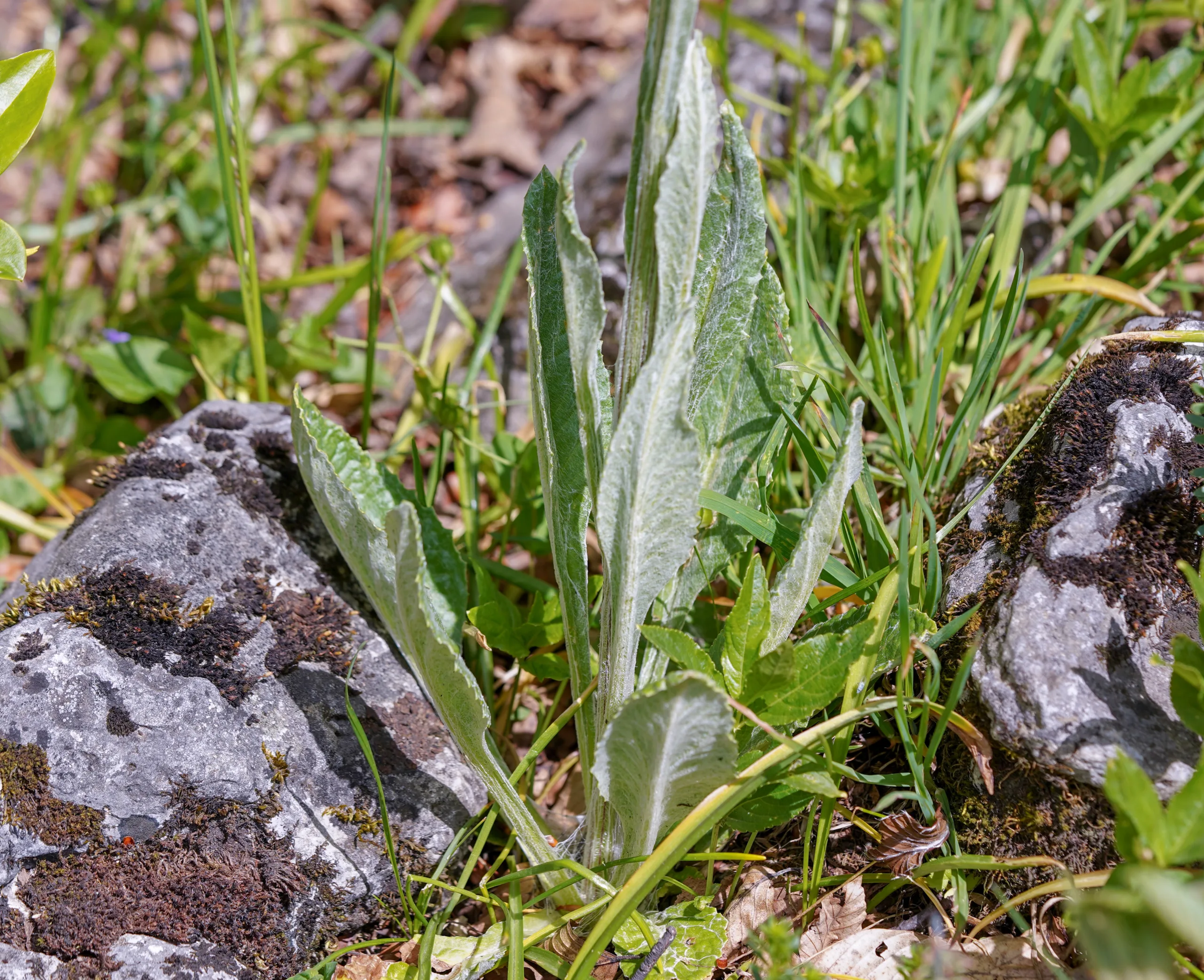Tephroseris integrifolia subsp. aucheri