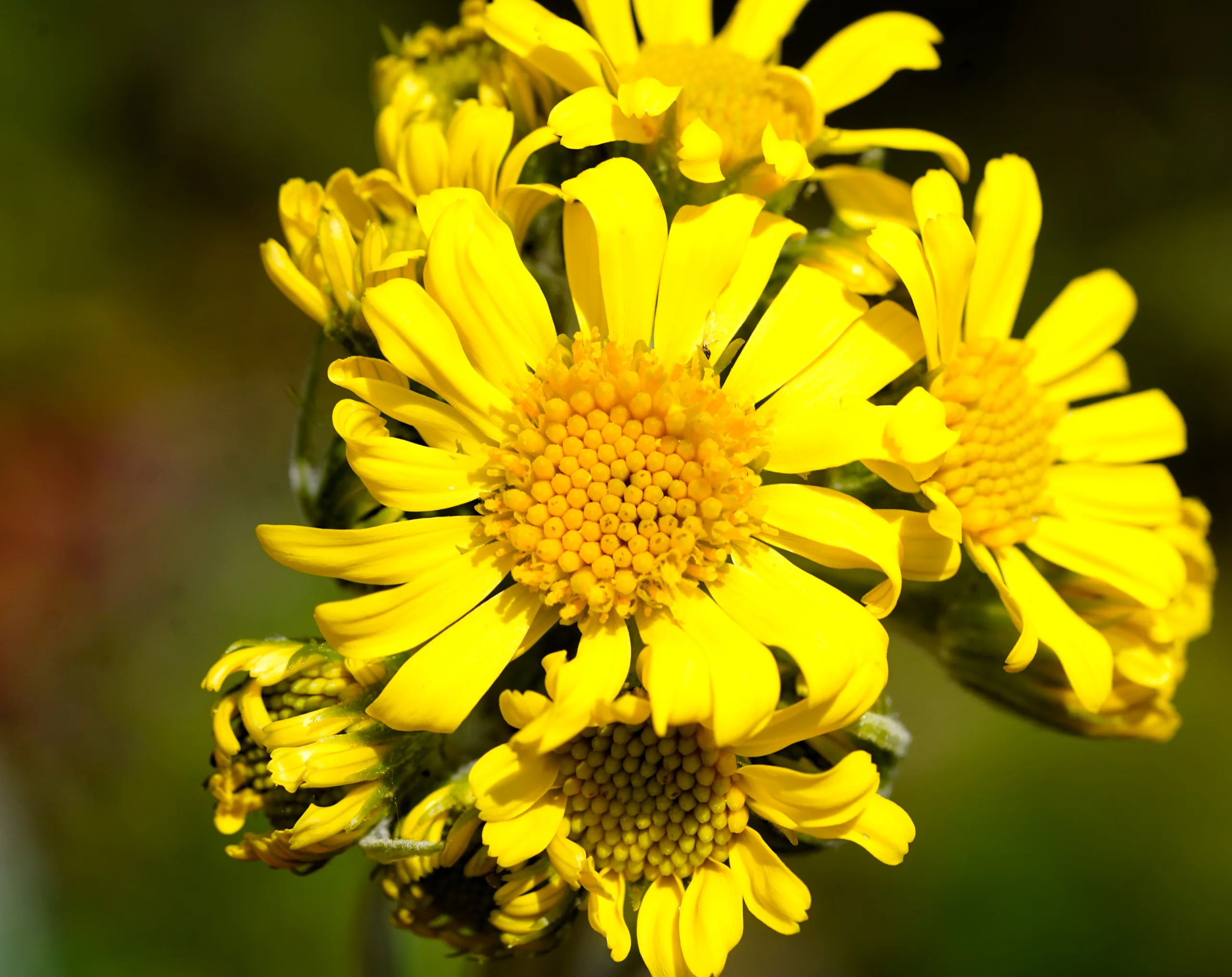 Tephroseris (Ümbülükçiçeği)