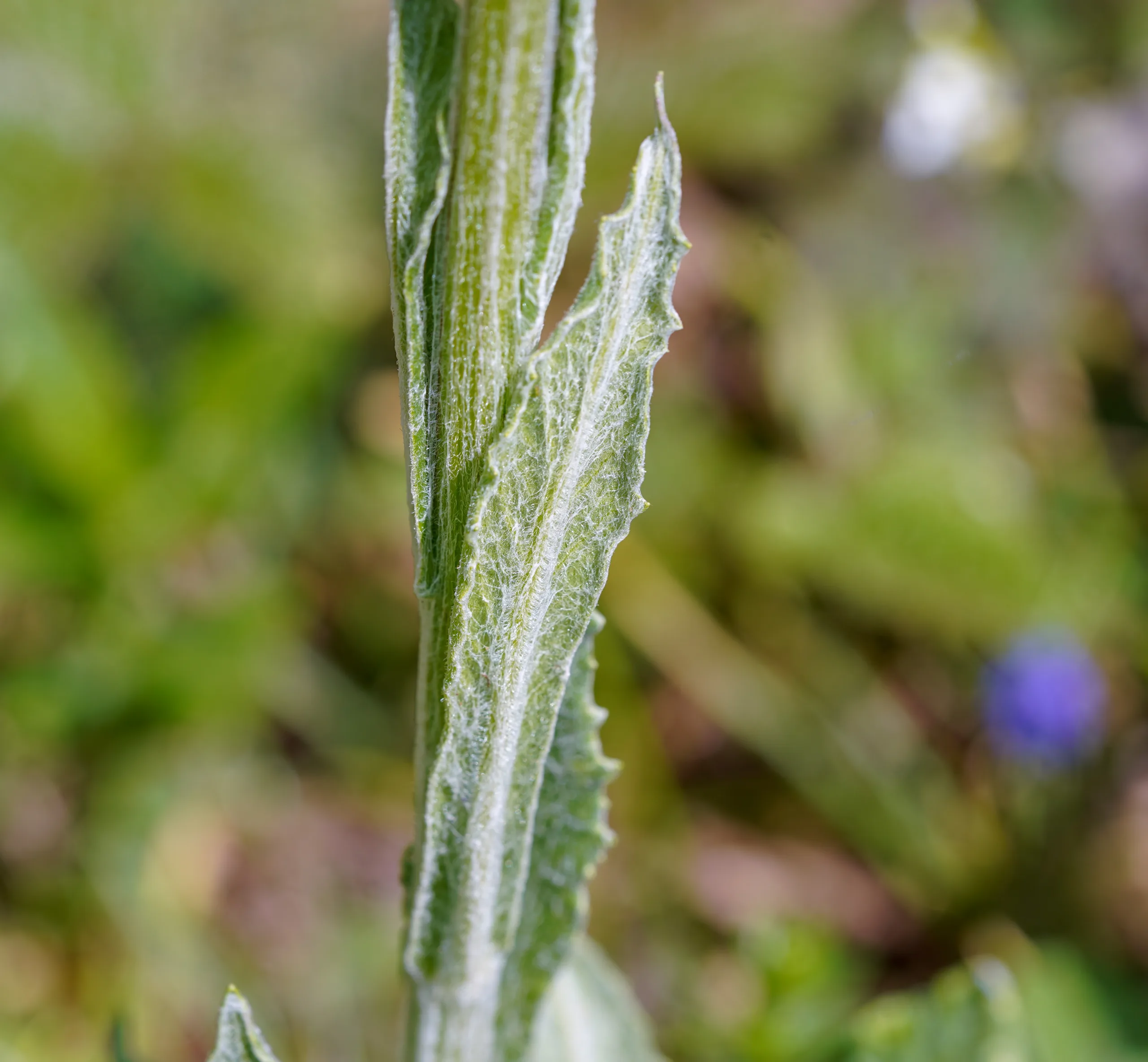 Tephroseris integrifolia subsp. aucheri