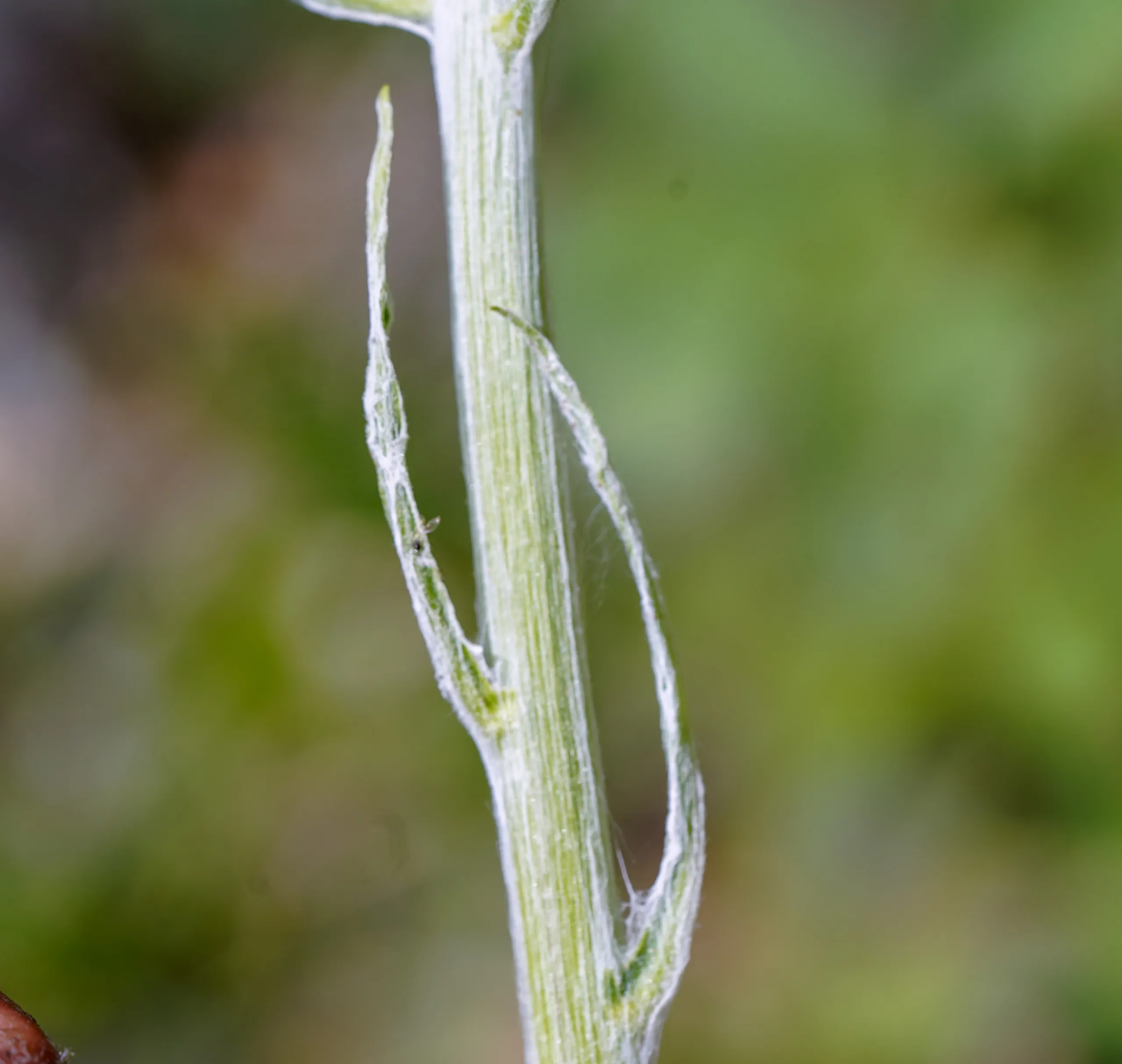 Tephroseris integrifolia subsp. aucheri